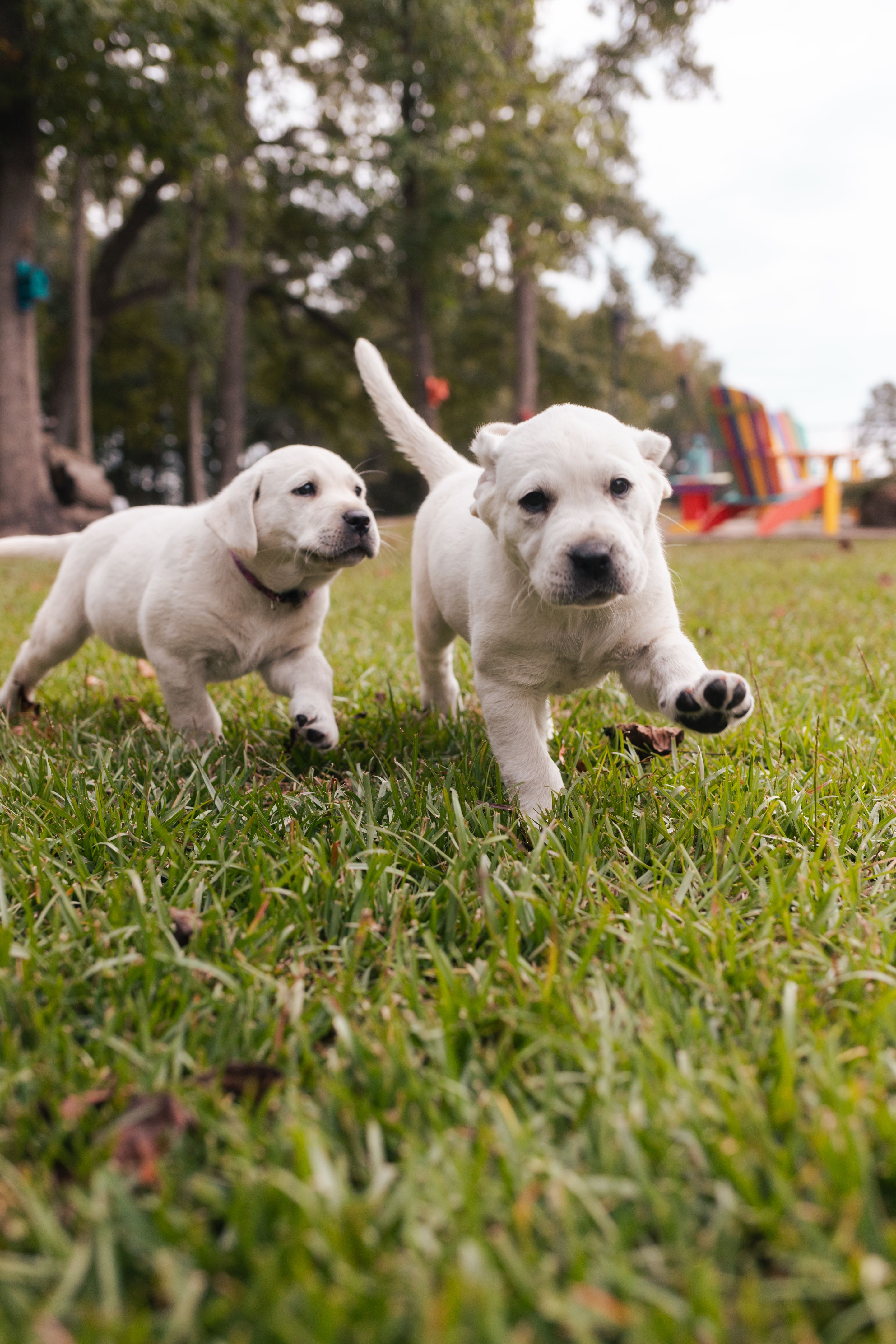 Running Playful Puppies - White Yellow Labrador - Back Yard Grass Running Playful Puppies - White Yellow Labrador - Back Yard Grass