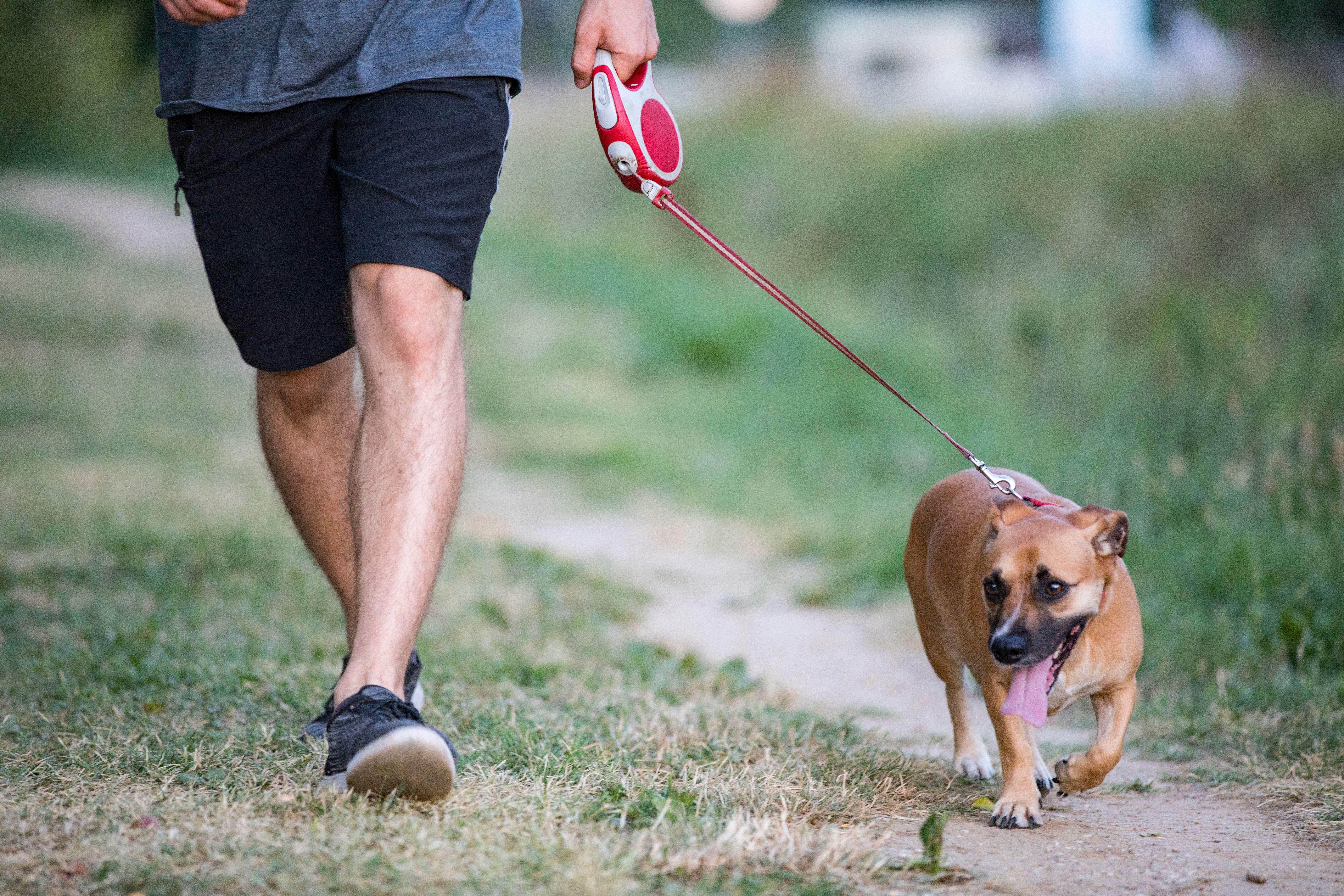 Young Man Walking His Dog in Public Park