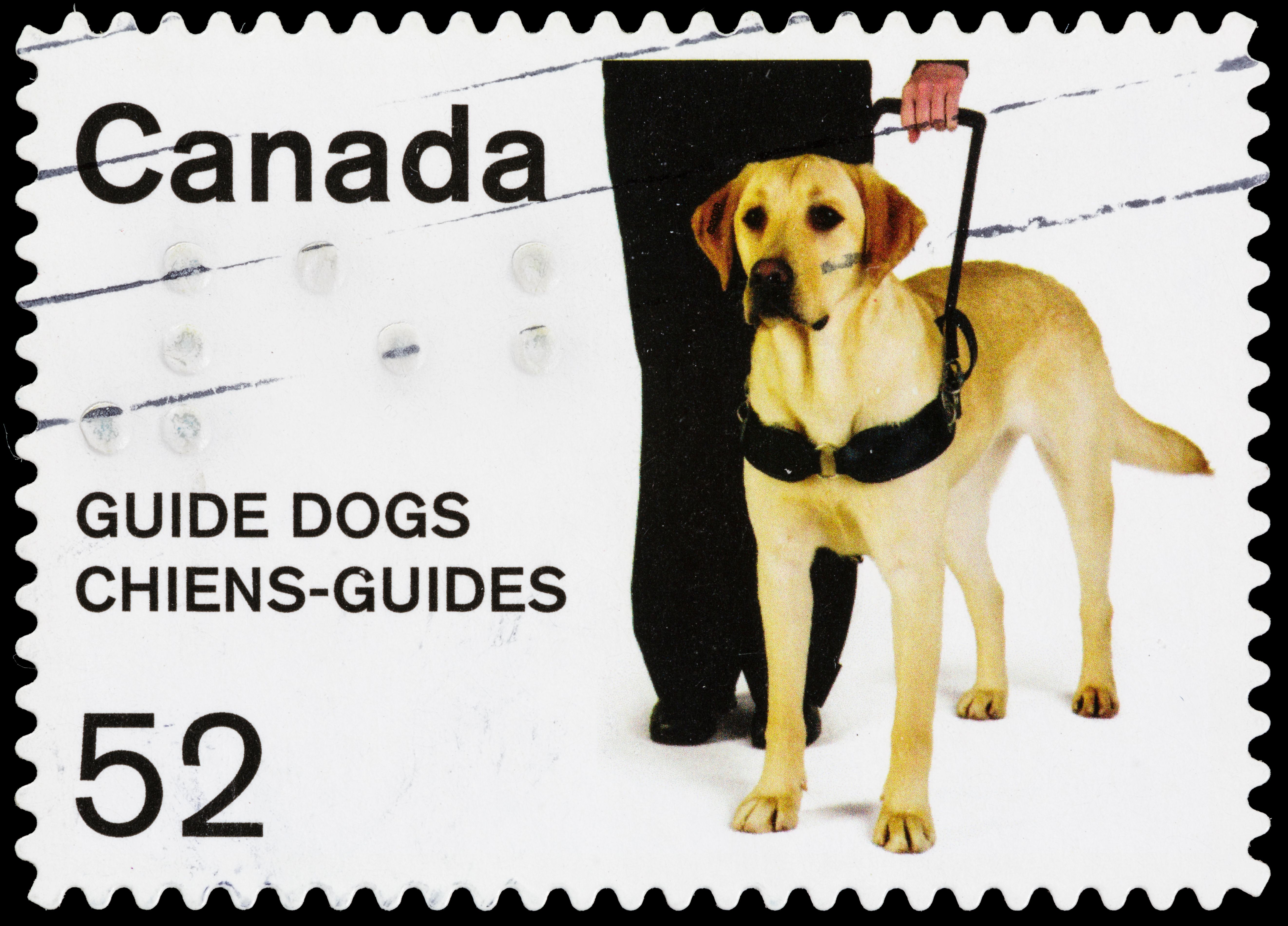 service dog paperwork