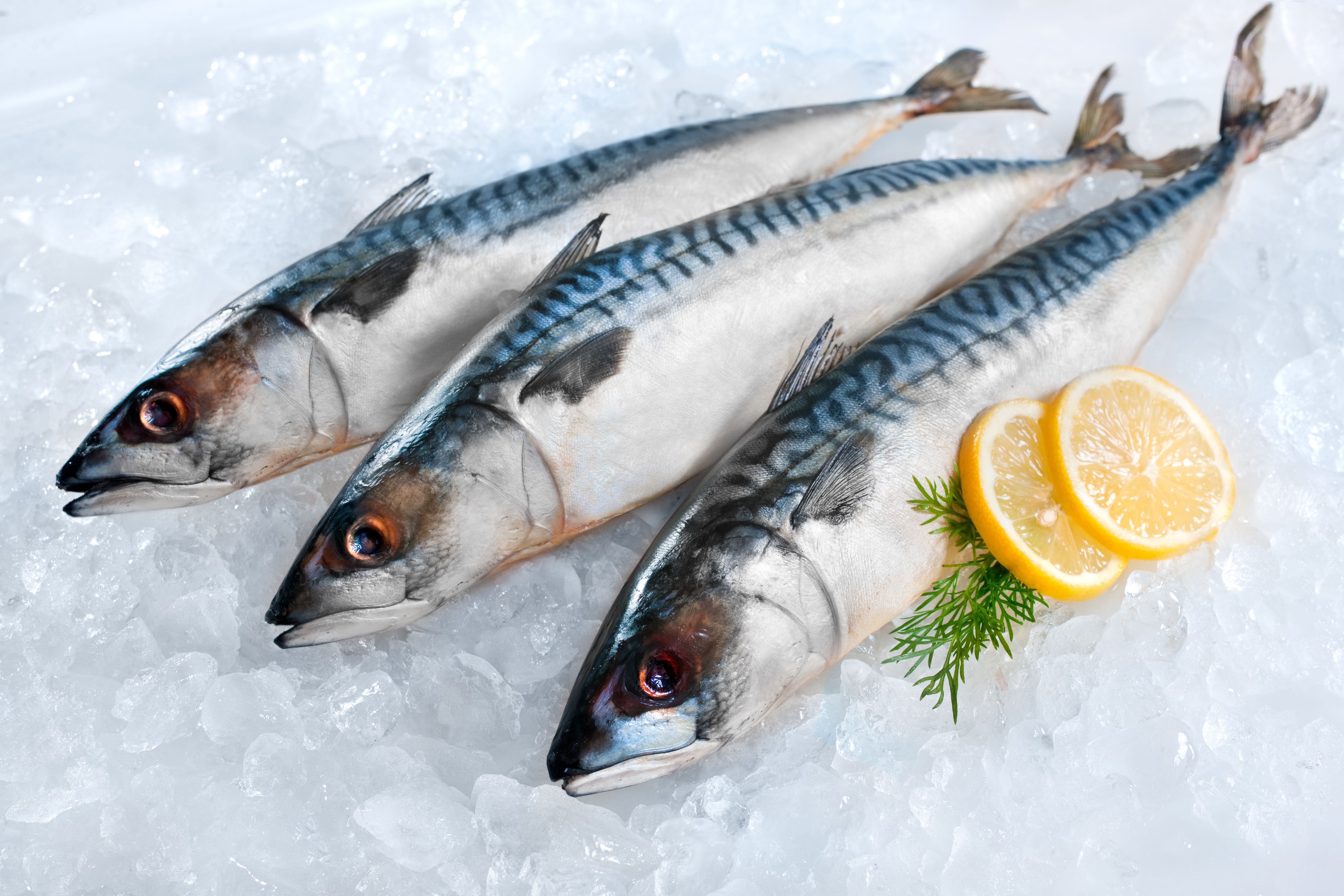 fresh fish