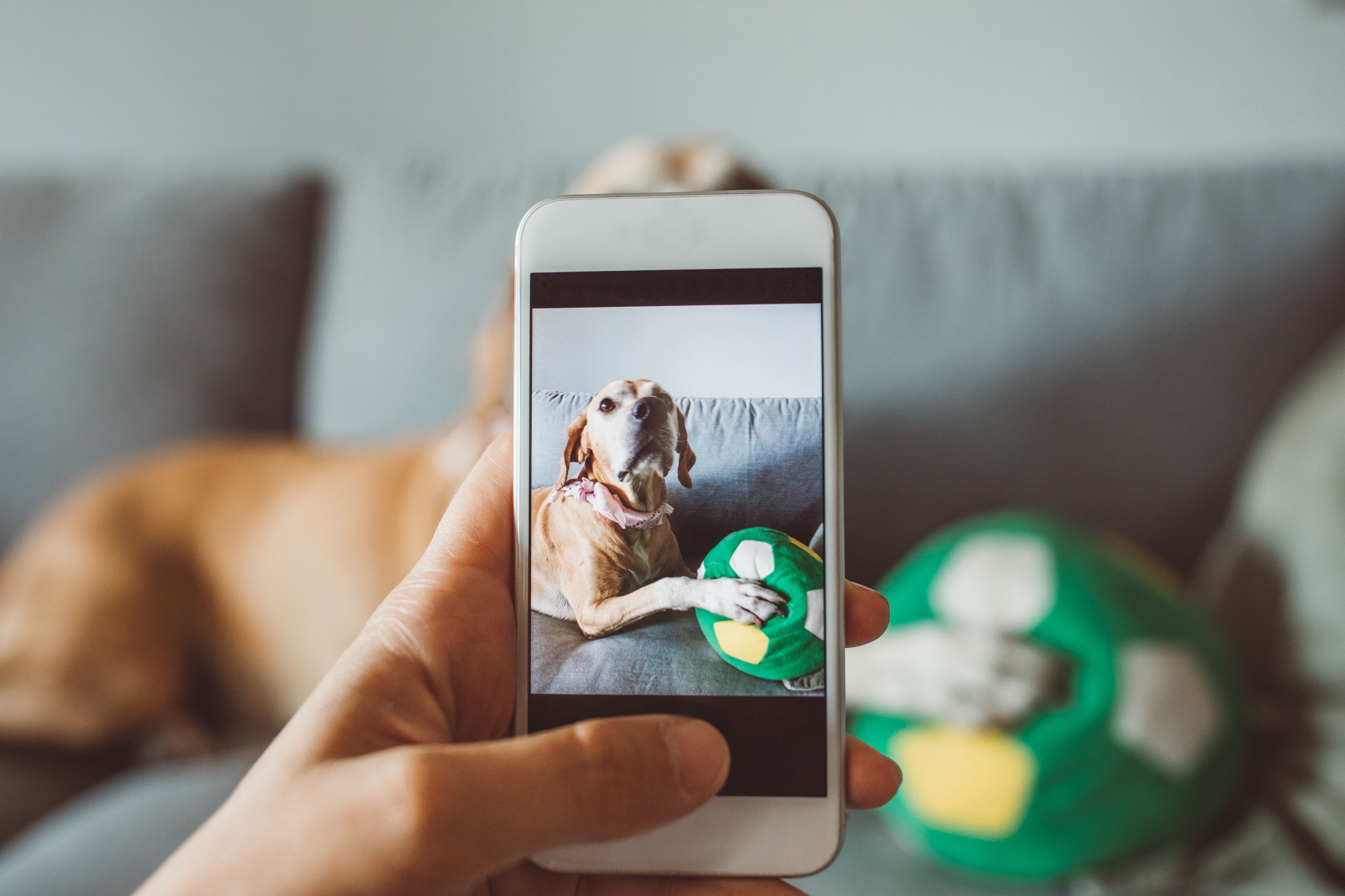 facebook instagram pets