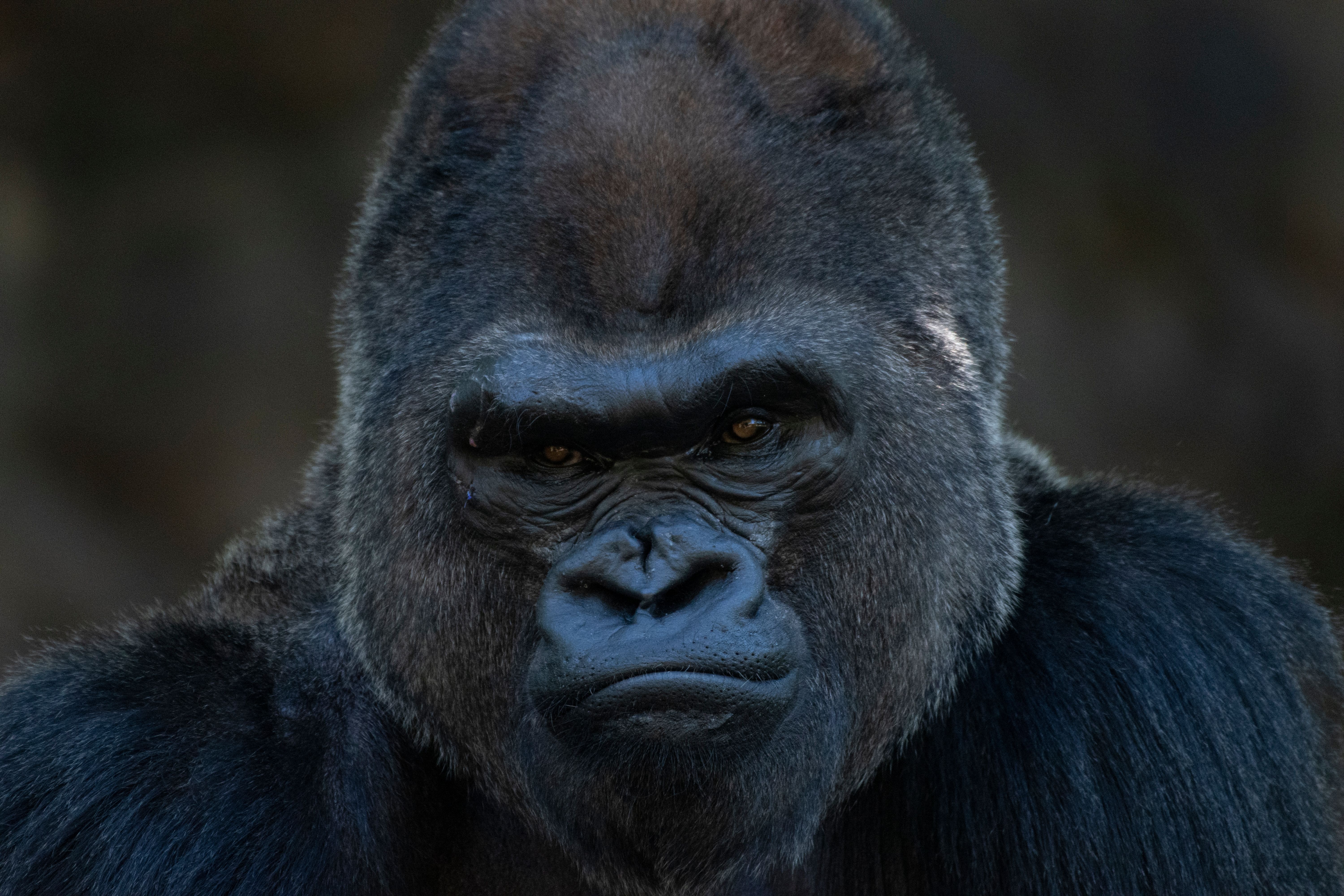 Silverbacked Gorilla Silverbacked Gorilla