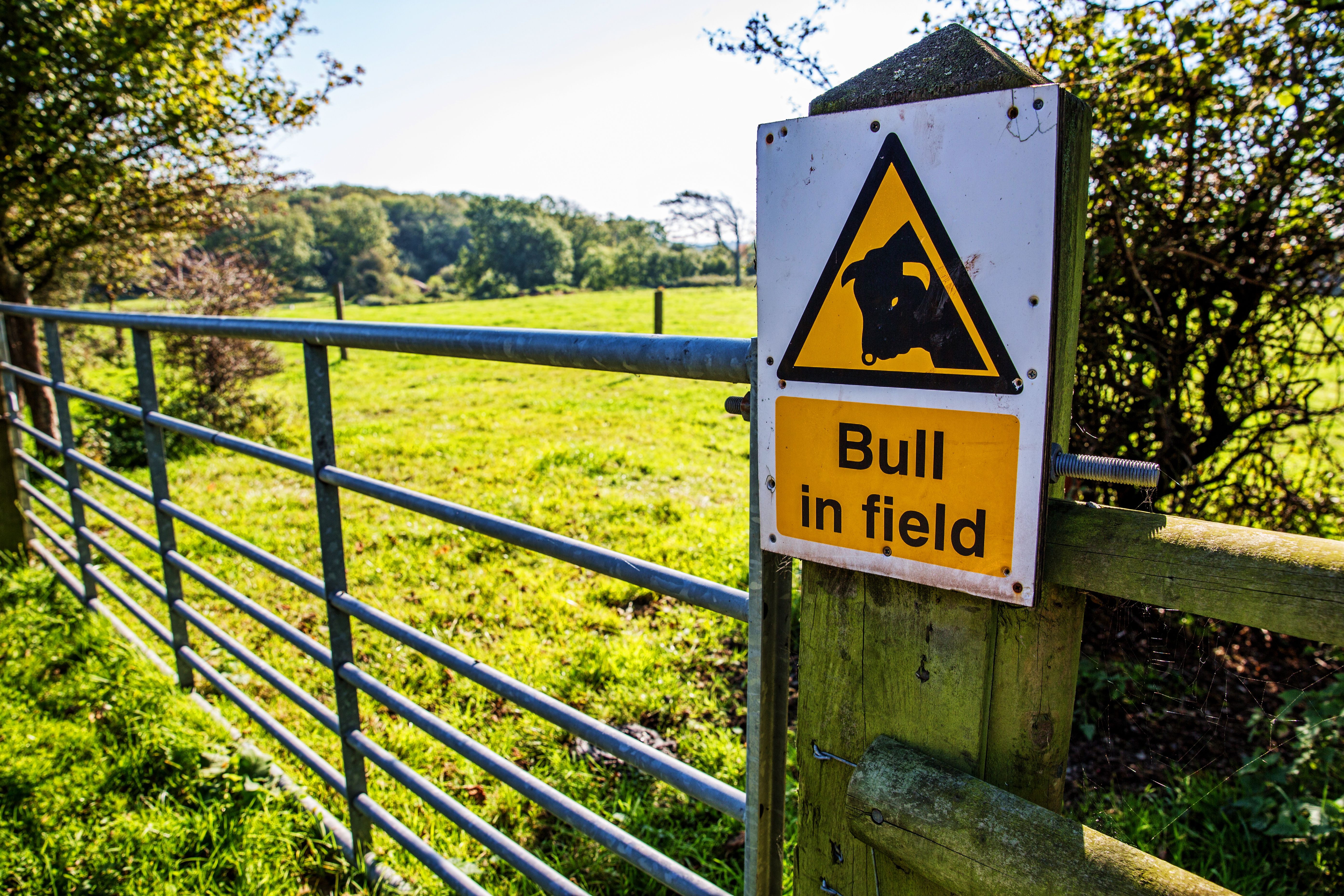 Bull in field Sign on farm gate
