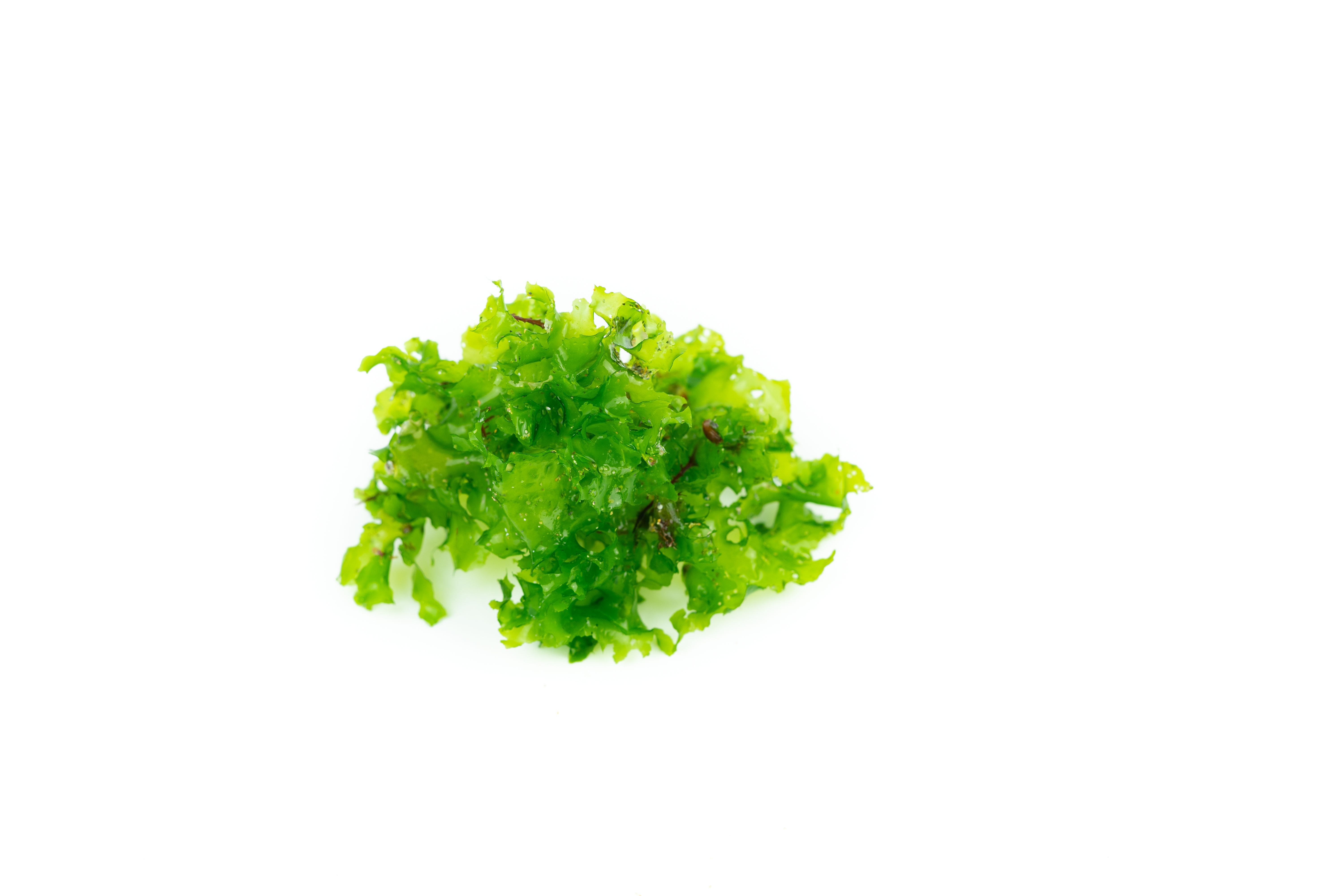 salad ulva