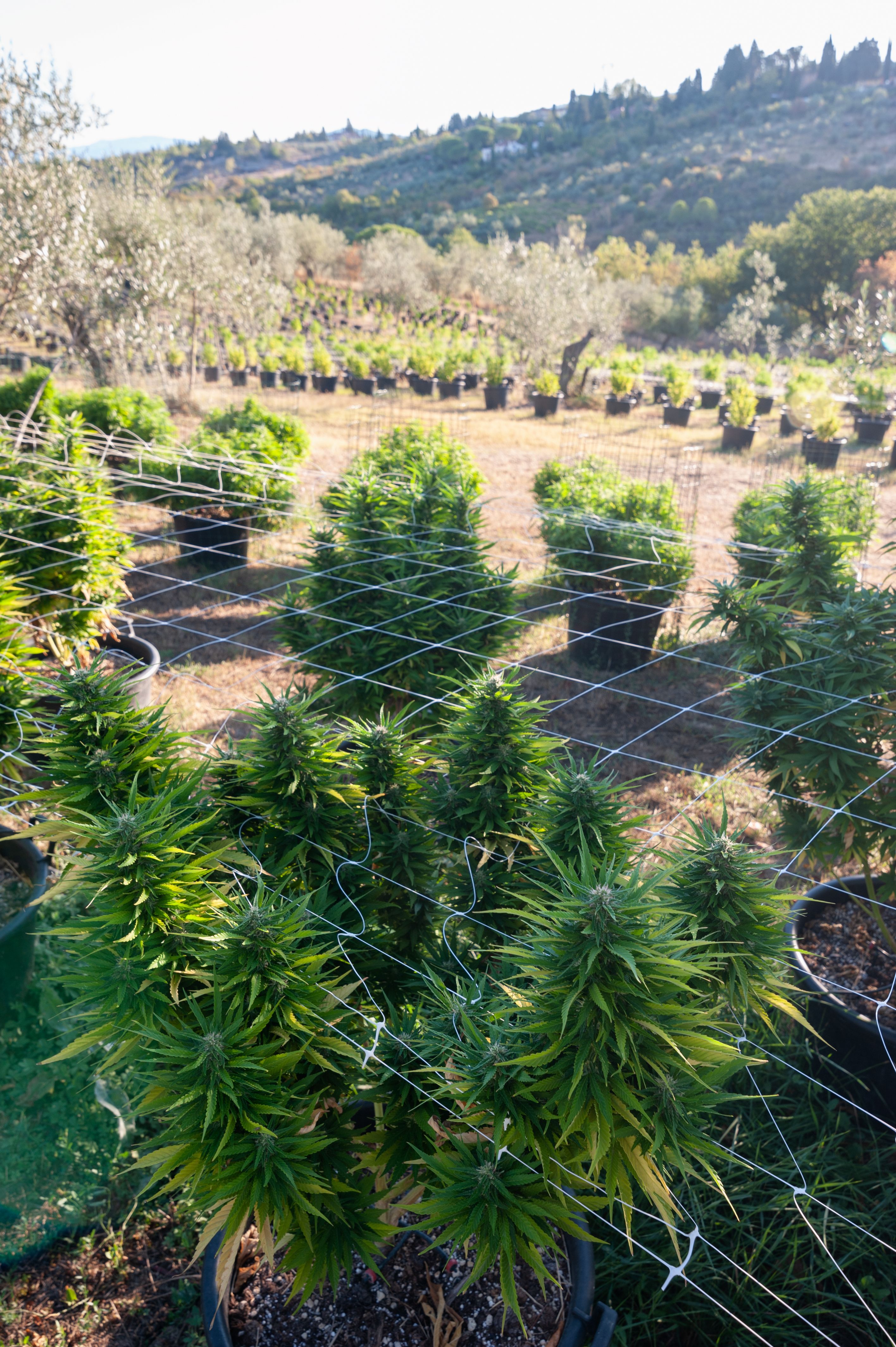 terroir cannabis