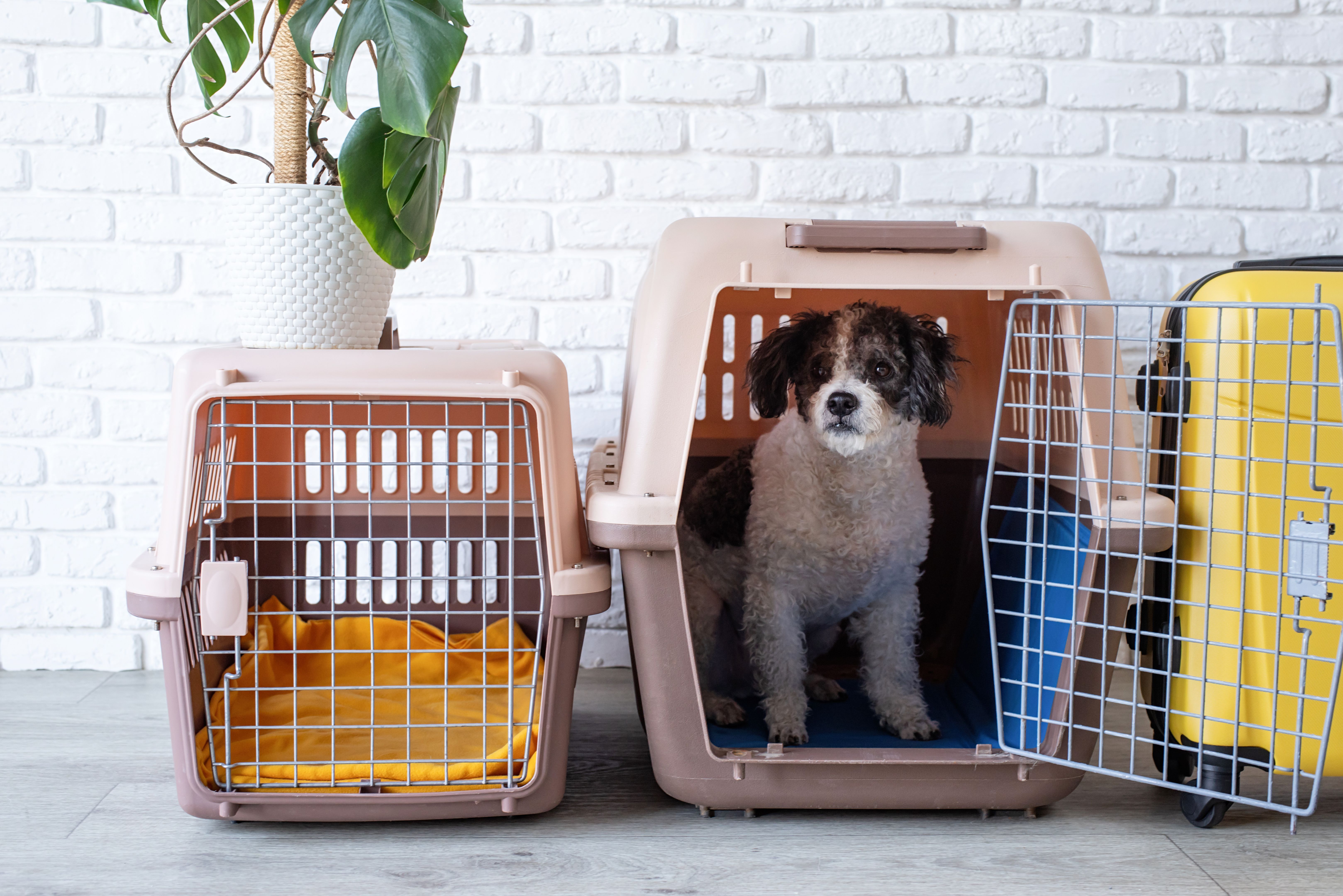 pet travel crate
