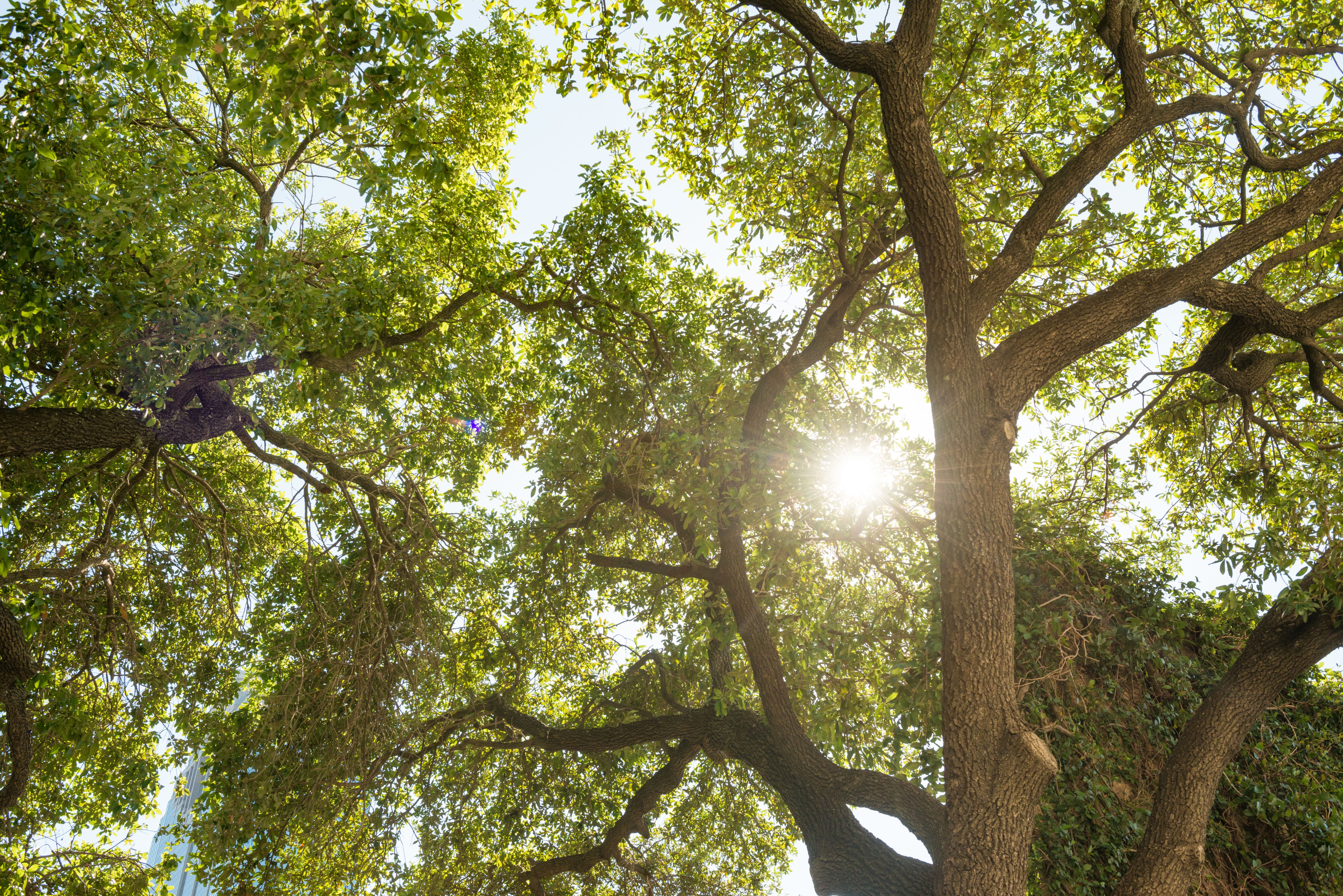 trees in texas