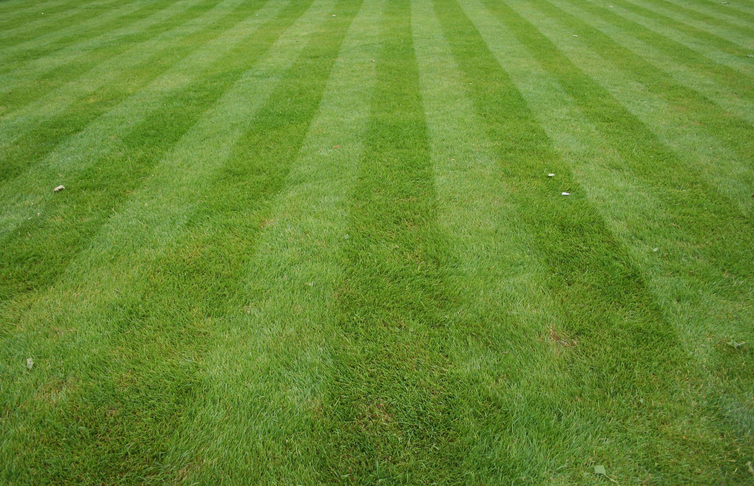grass cutting