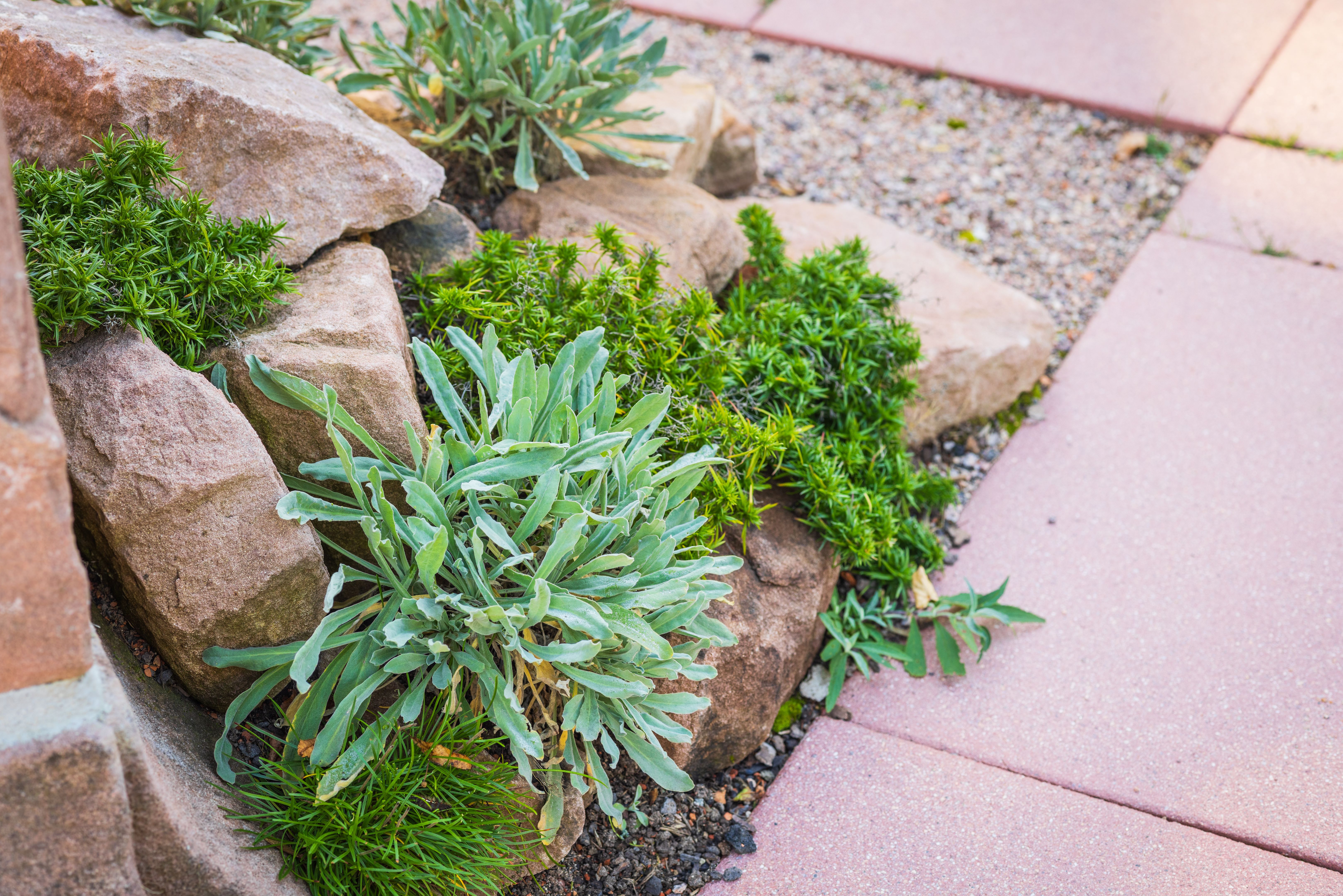 water wise landscaping