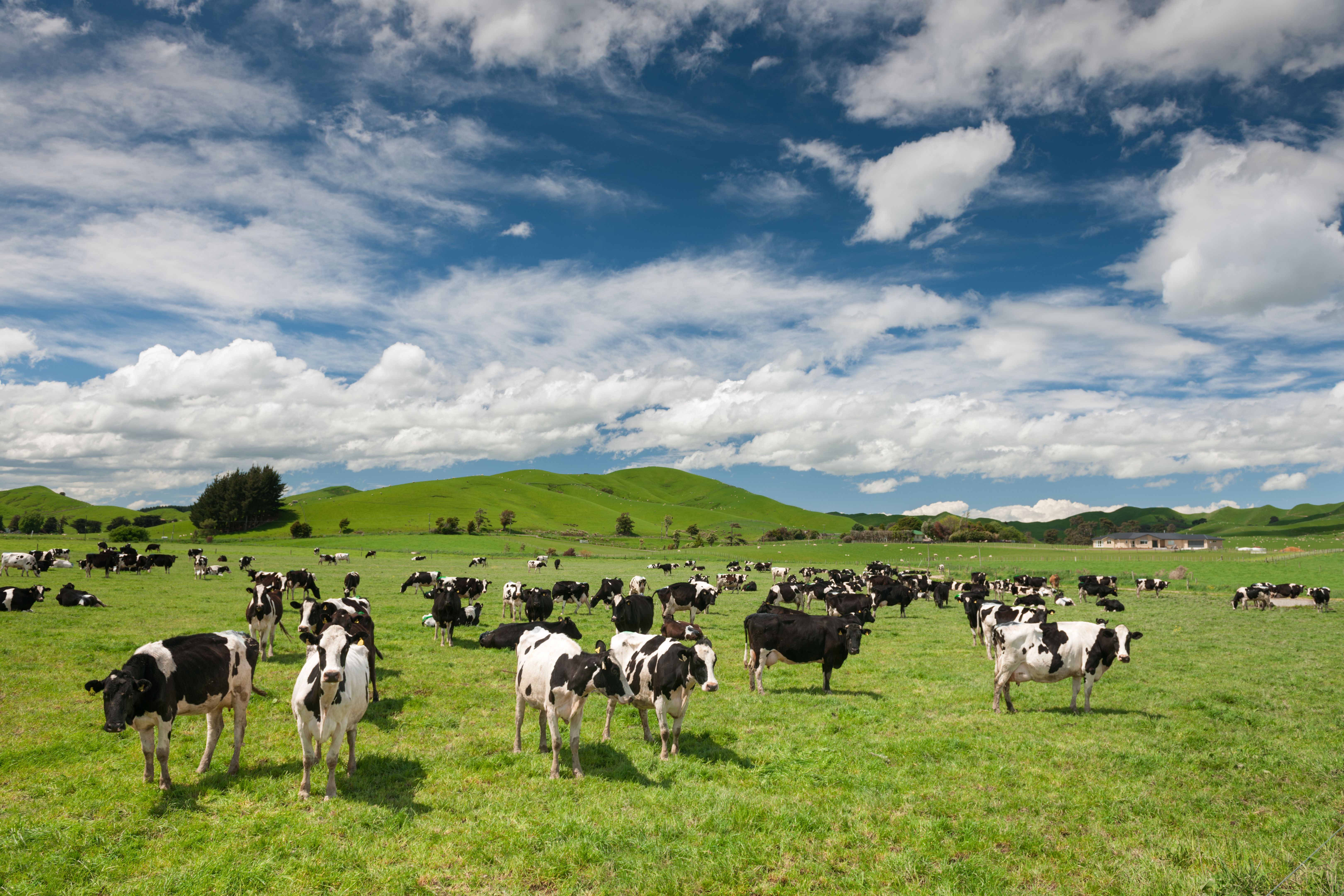Cow Livestock, New Zealand Cow Livestock, New Zealand
