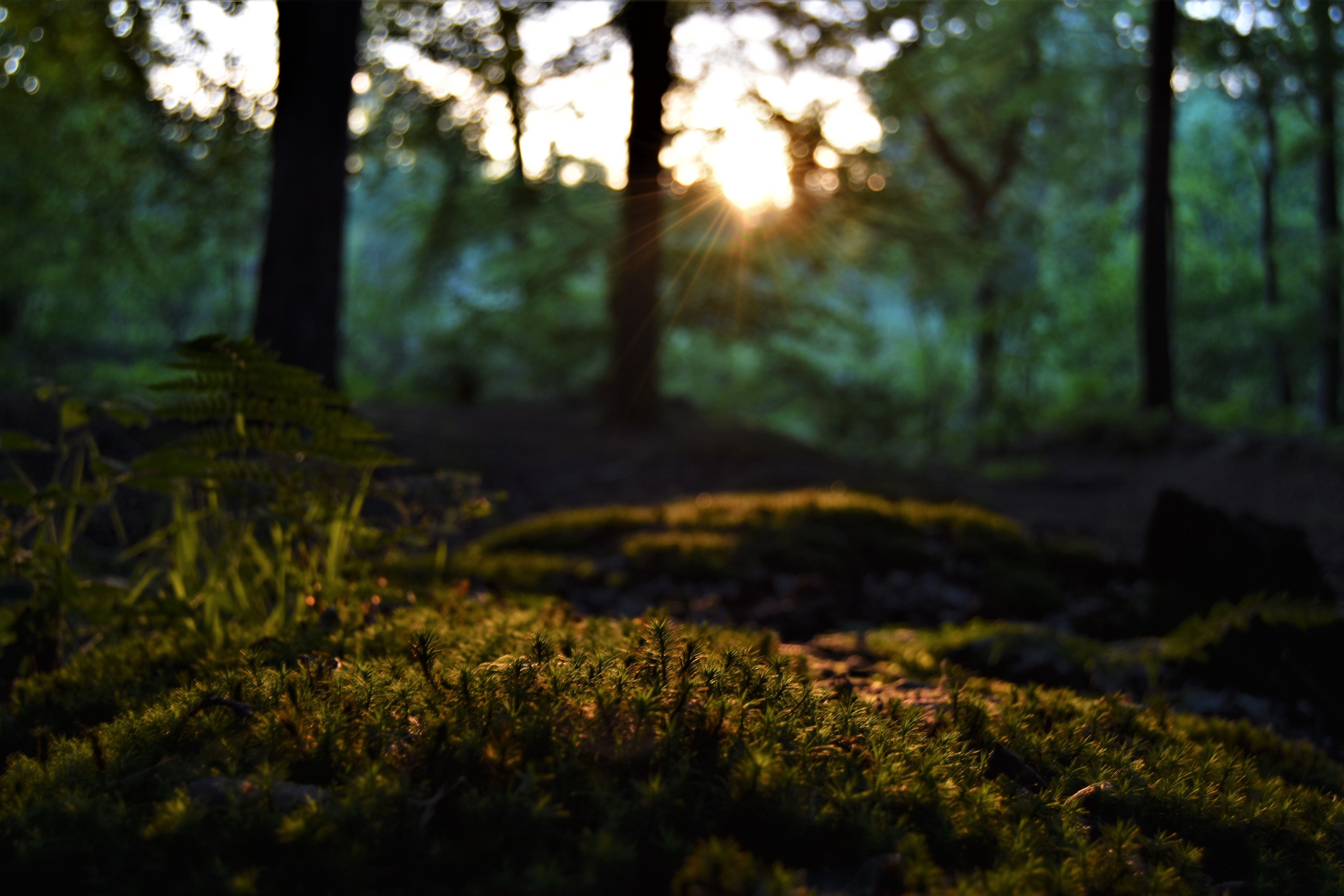 forest floor
