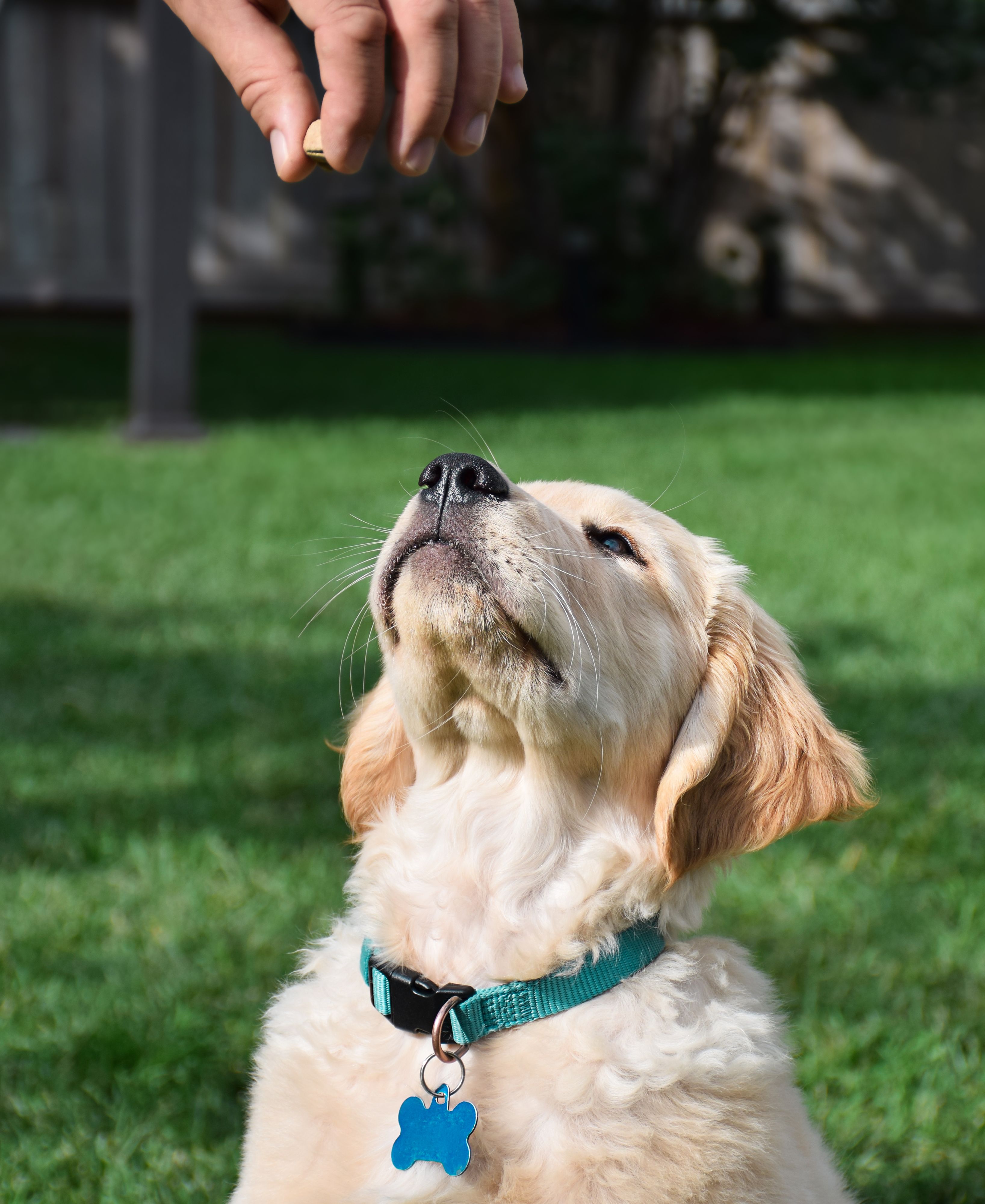 puppy house training
