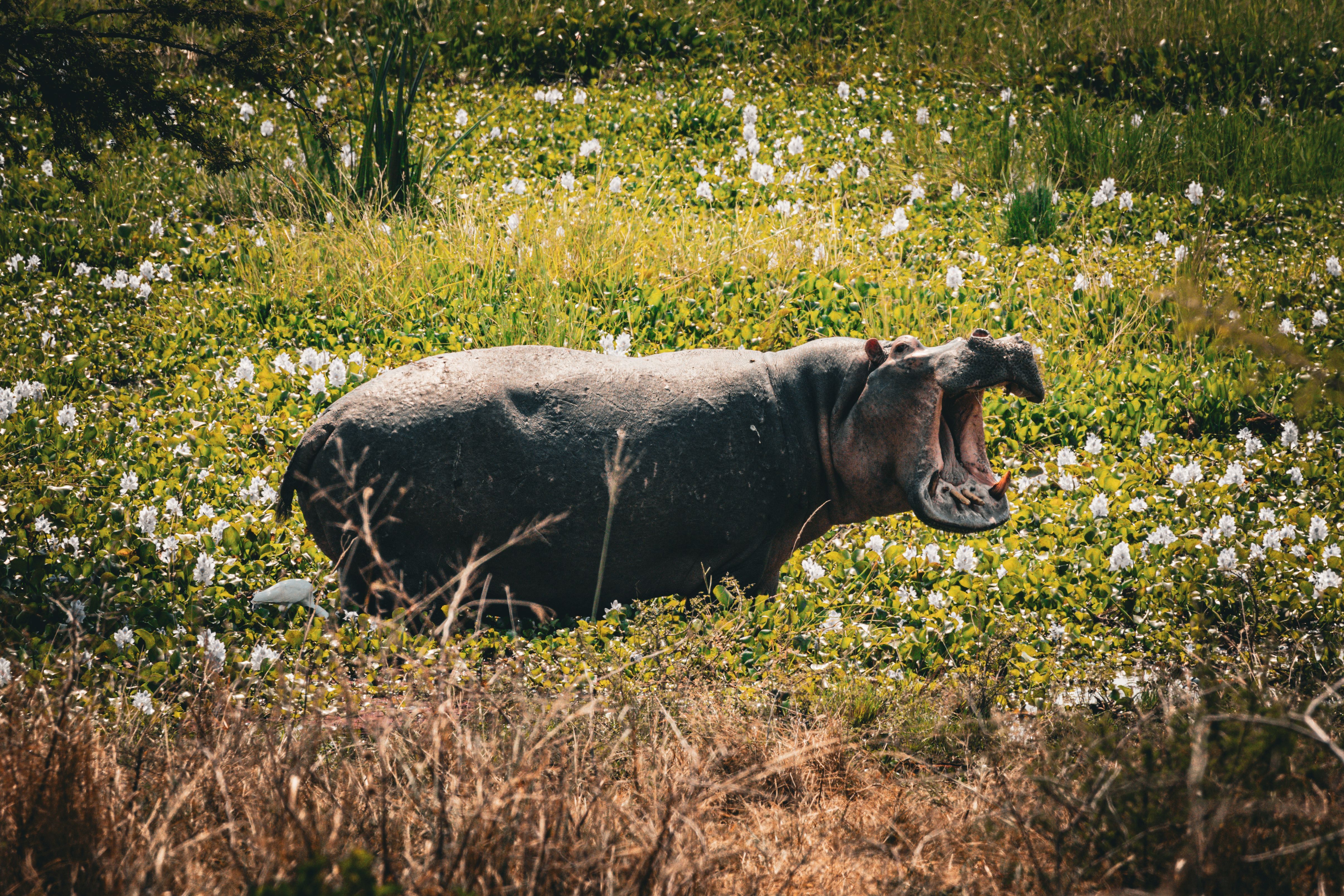 Hippo standing on grass with a wide-open mouth at Akagera National Park, Rwanda