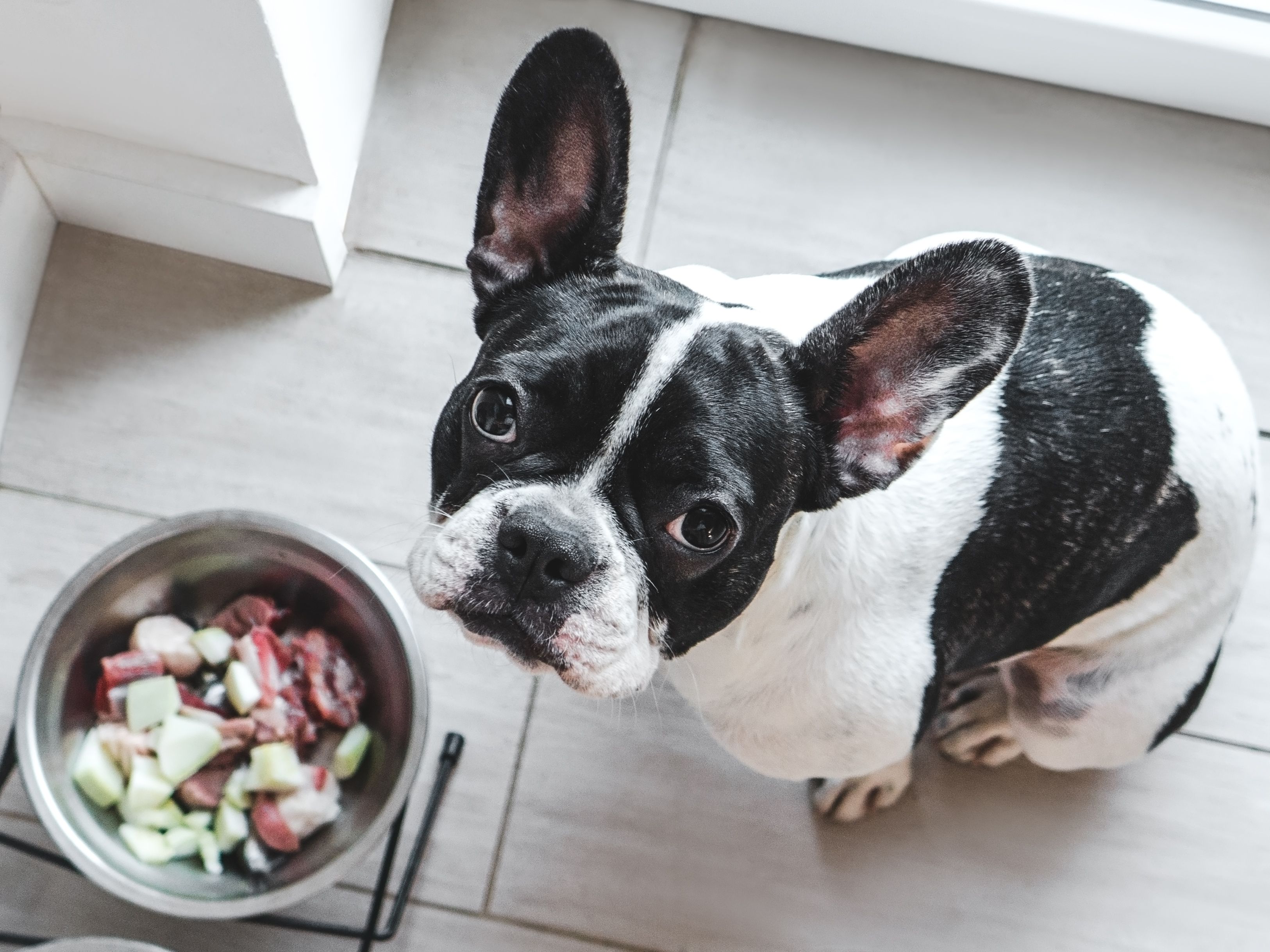 Charming puppy and bowl with food. Day light Charming puppy and bowl with food. Day light
