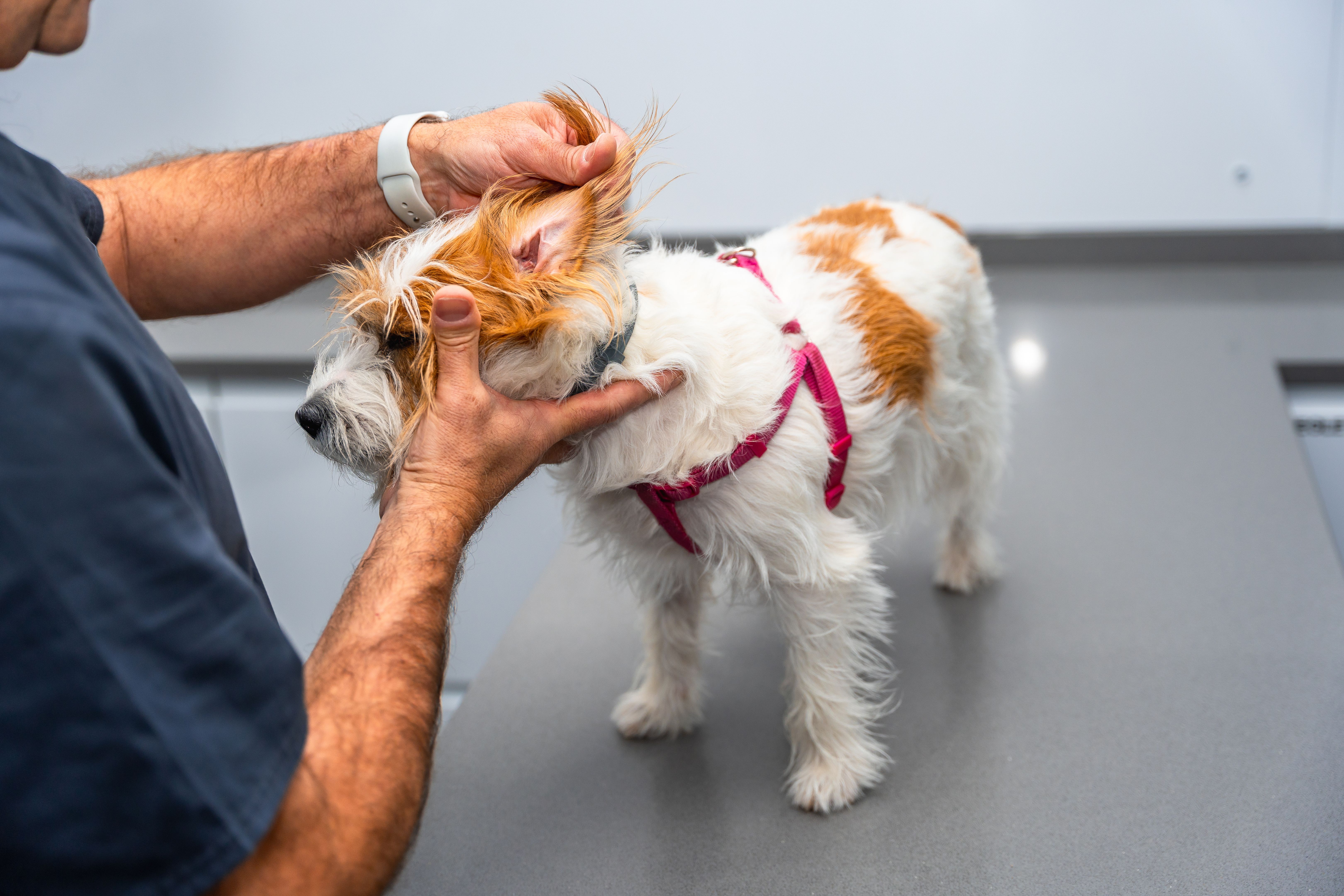 dog health check