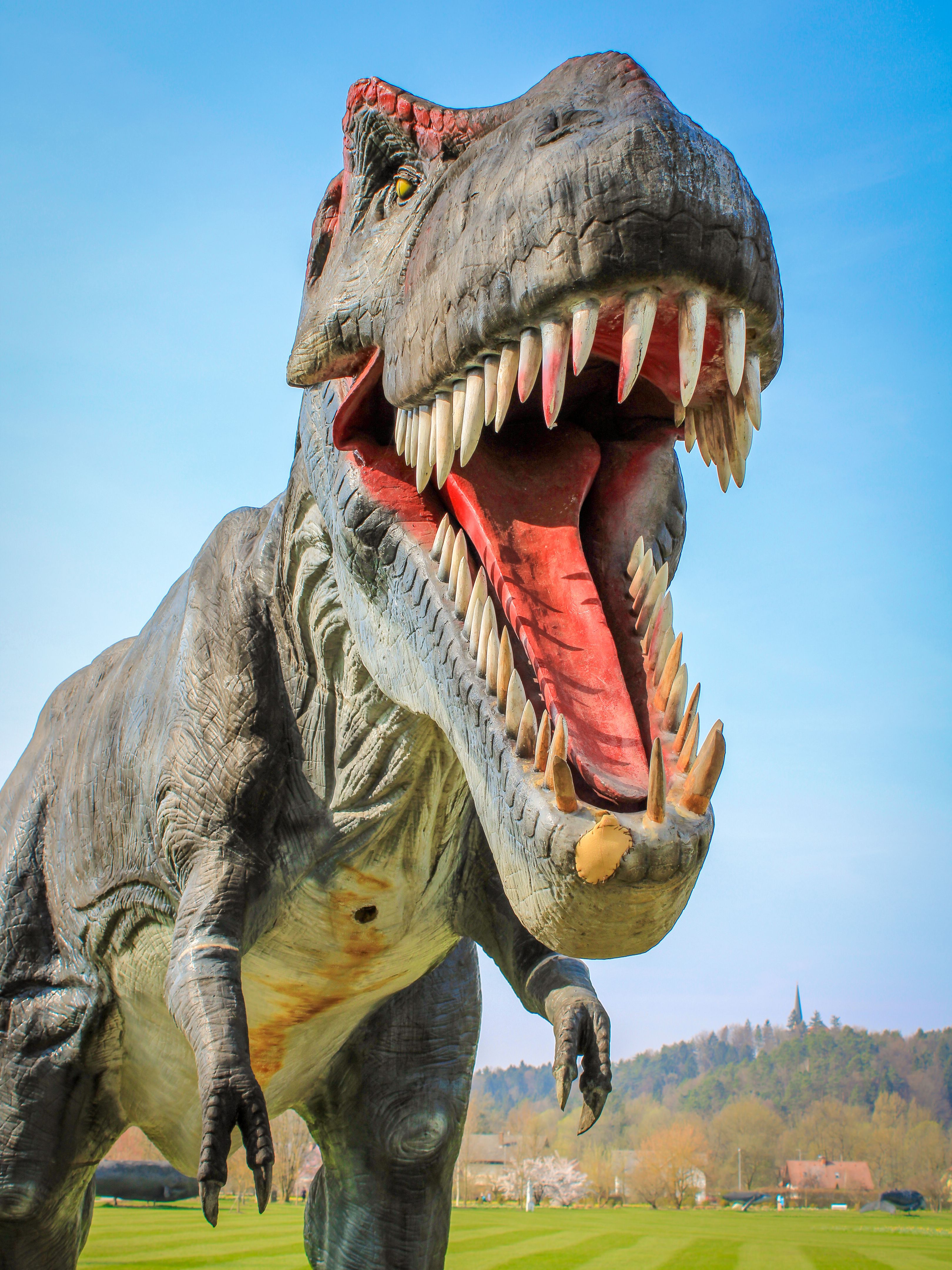A model of T-rex dinosaur
