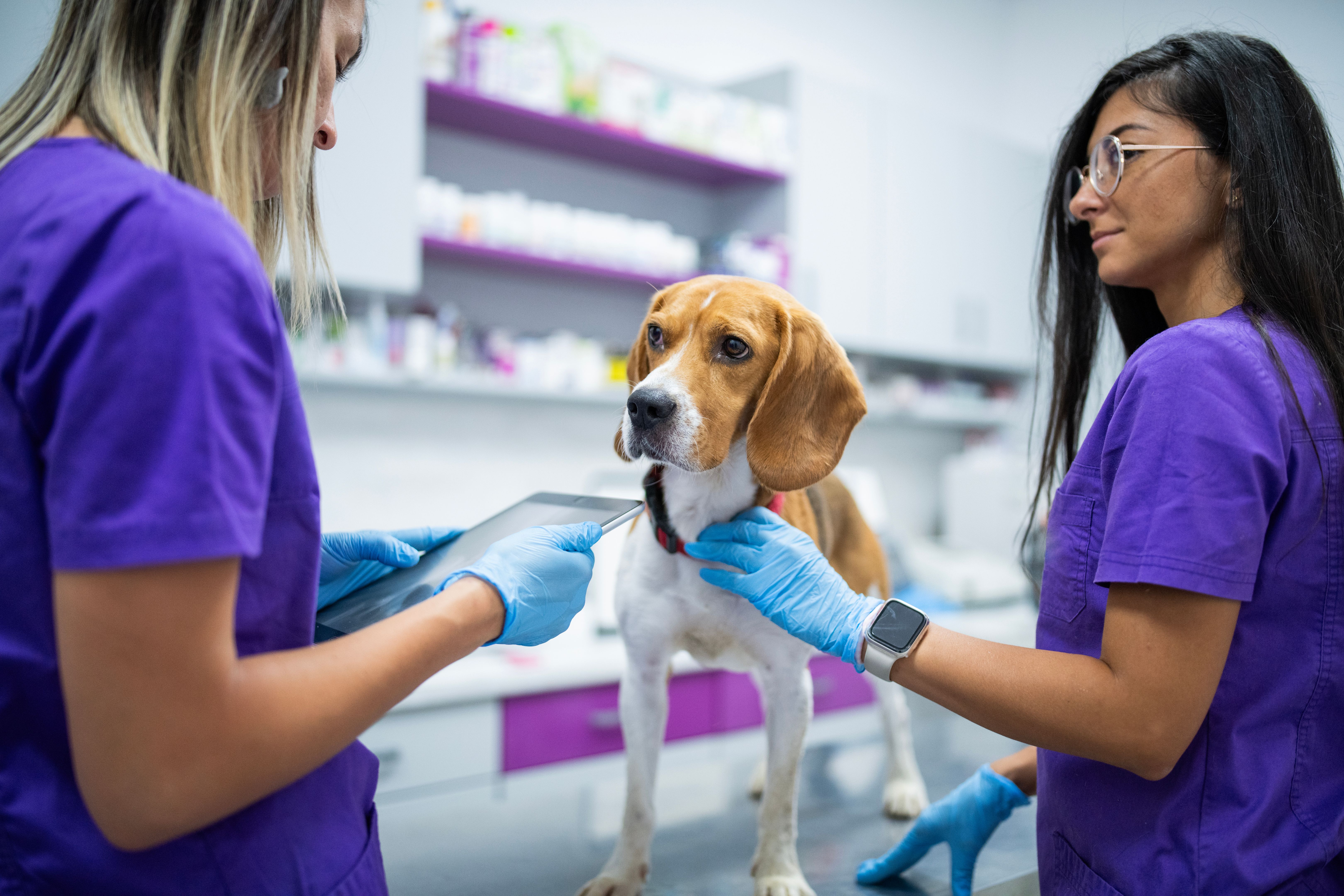 researching dog breeds