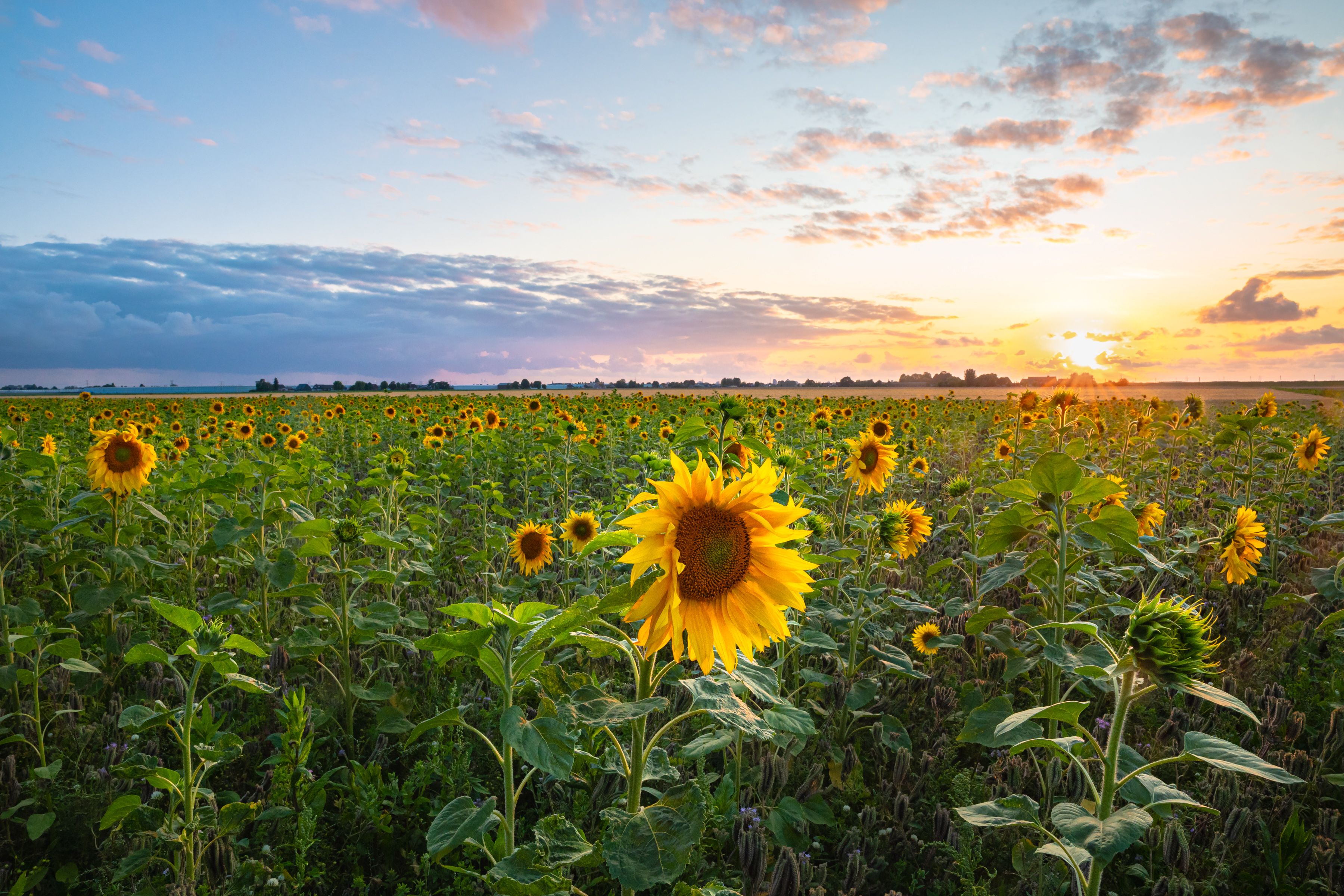 kansas landscape