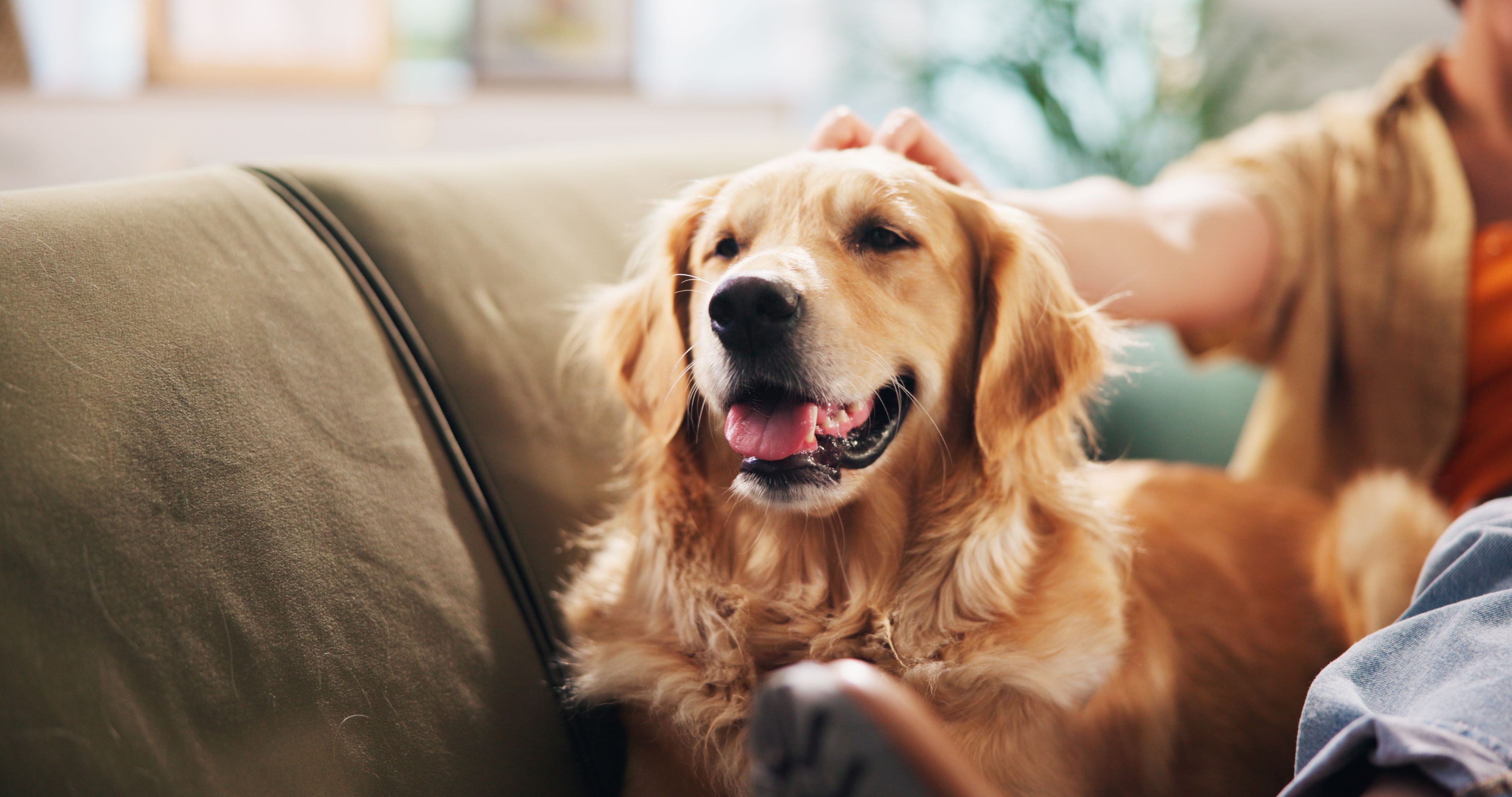 happy dog owner