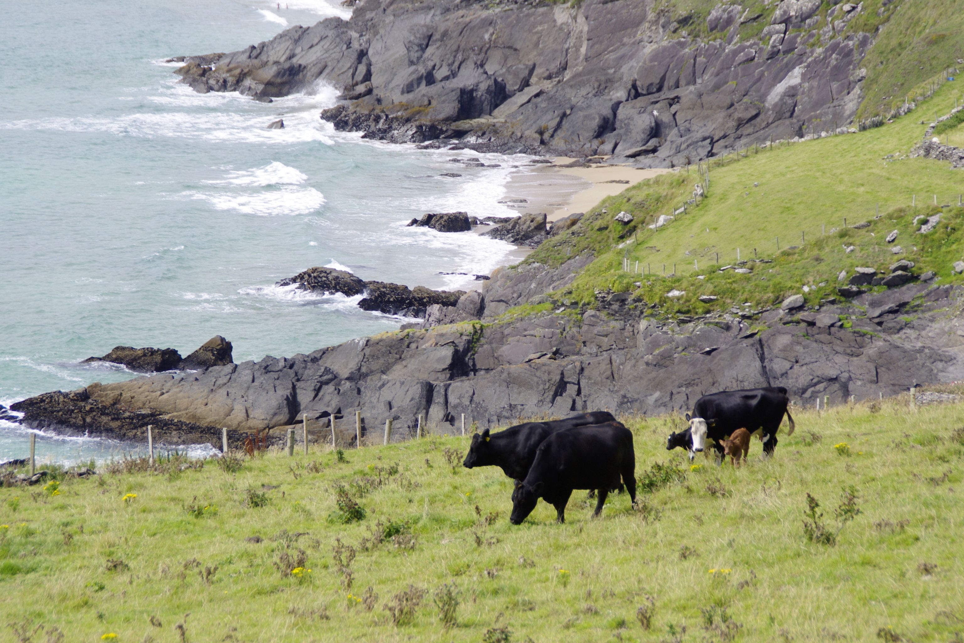 Black cows into a field in the mountains, close to the sea, in Ireland