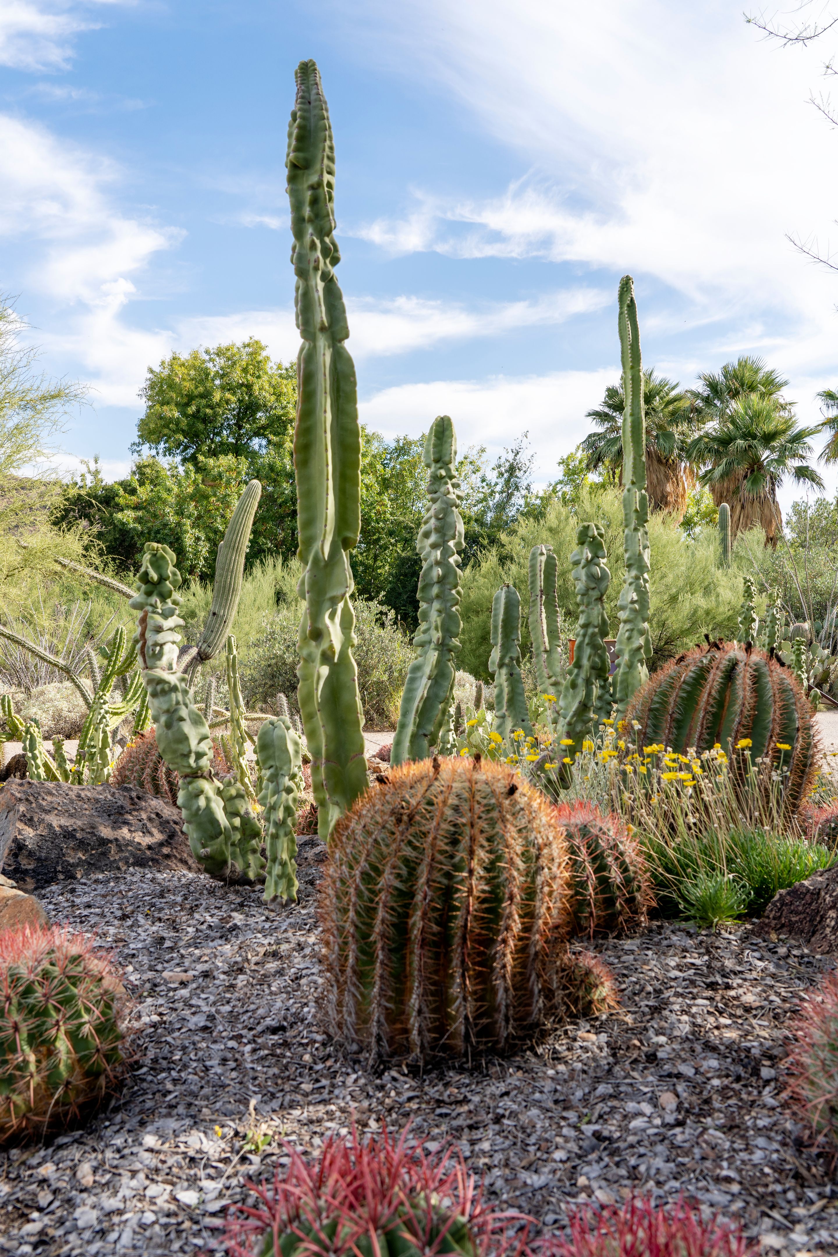 tucson desert garden