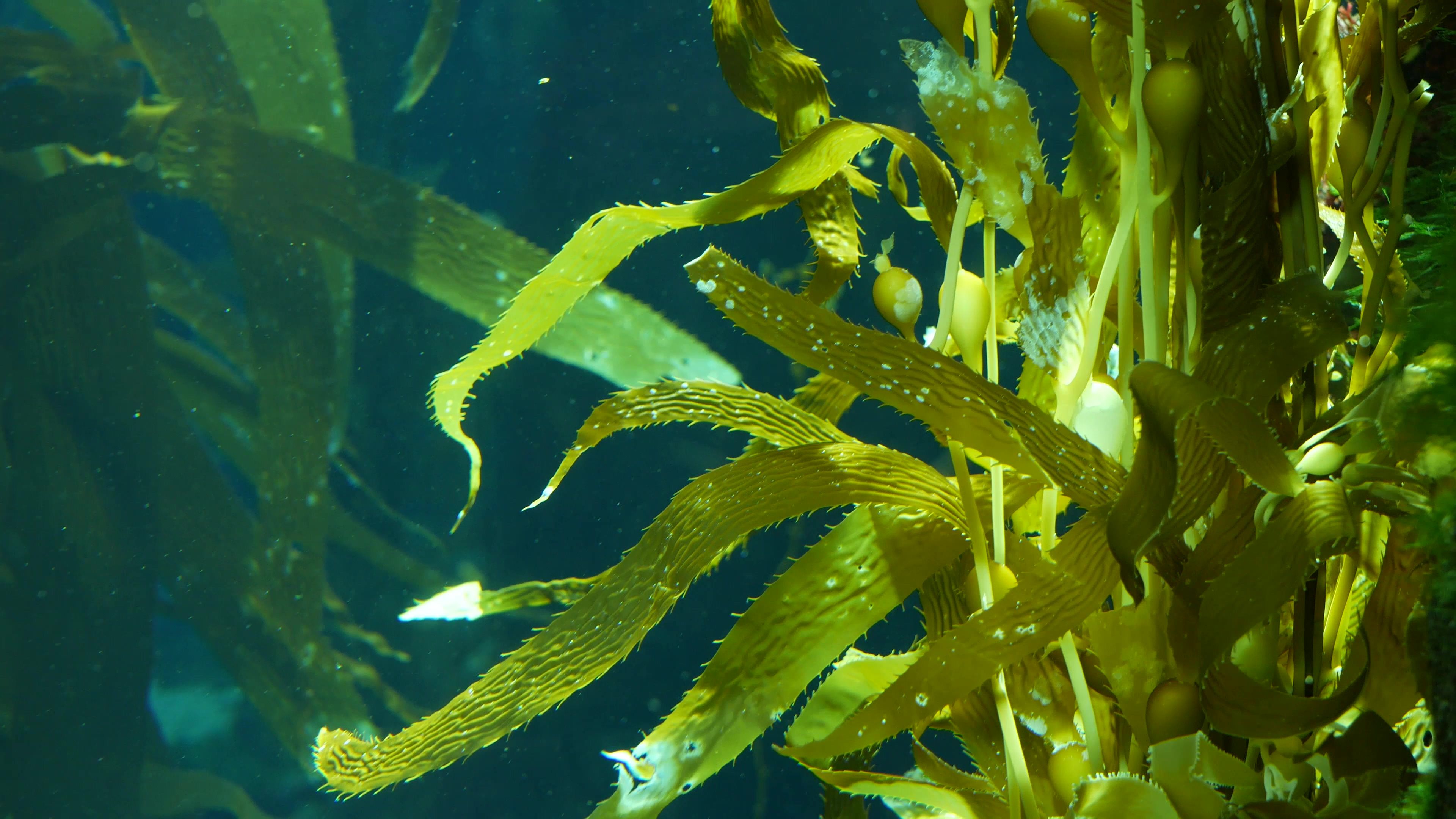 seaweed closeup