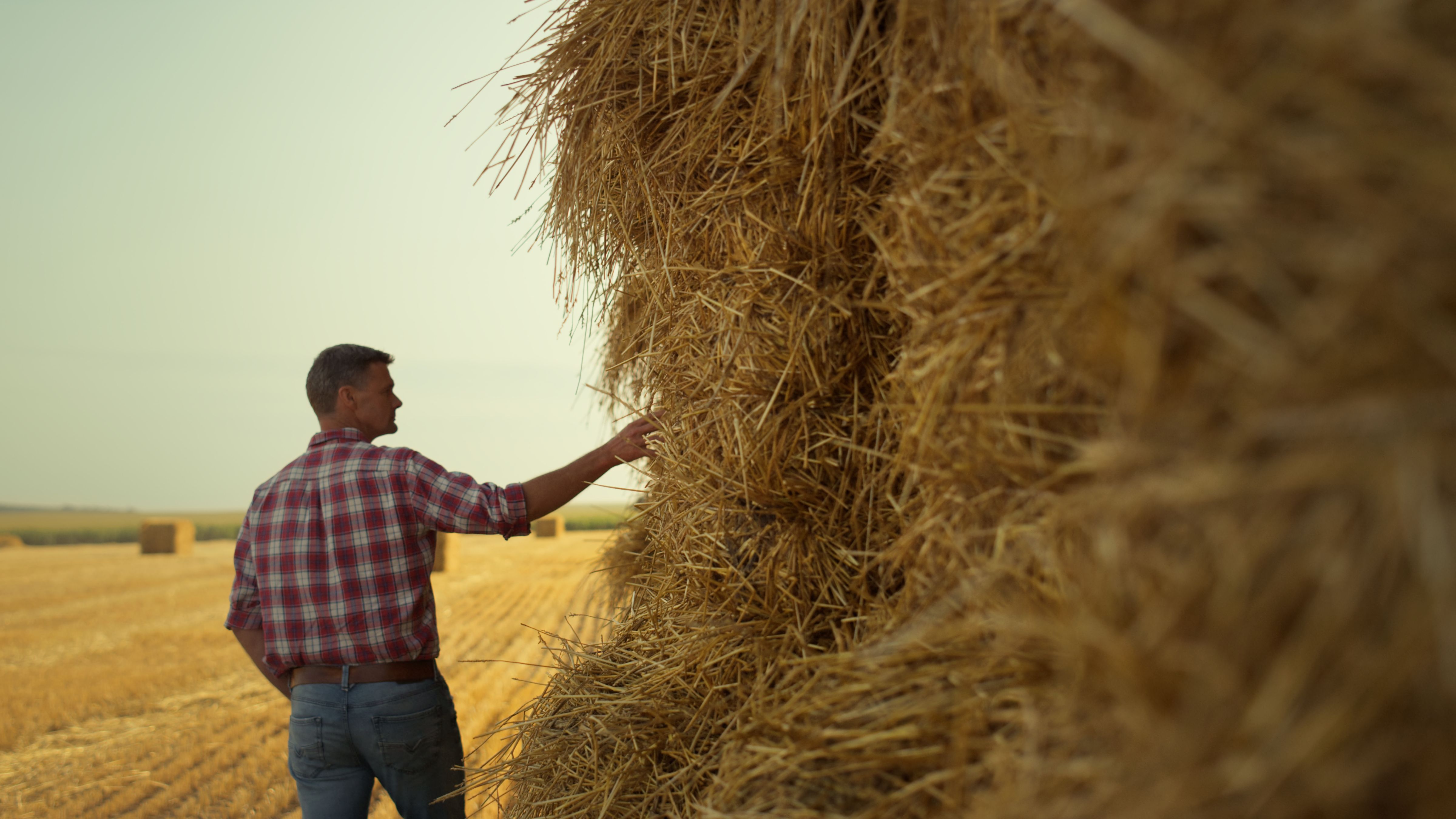 farmer checking hay