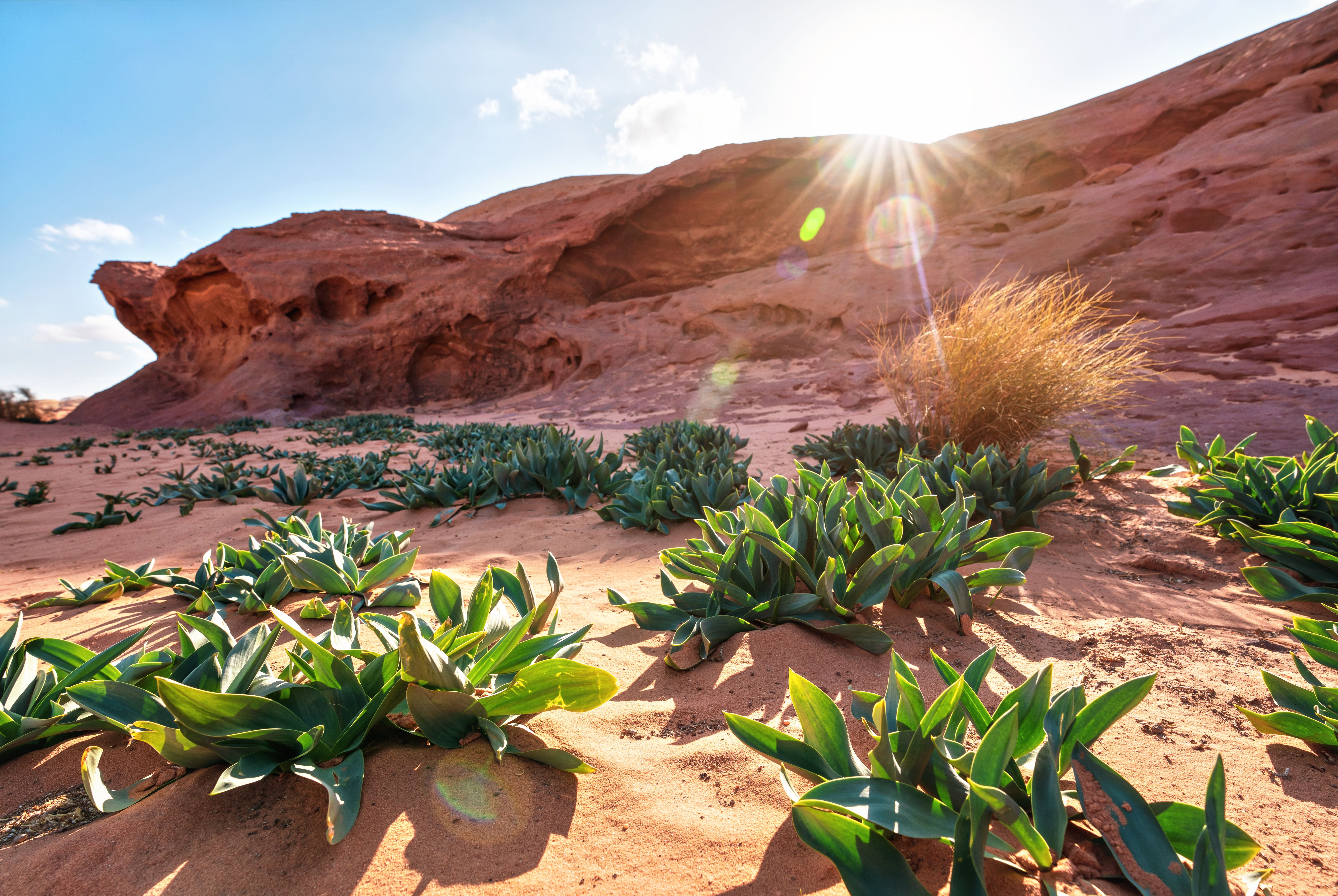 desert shade plants