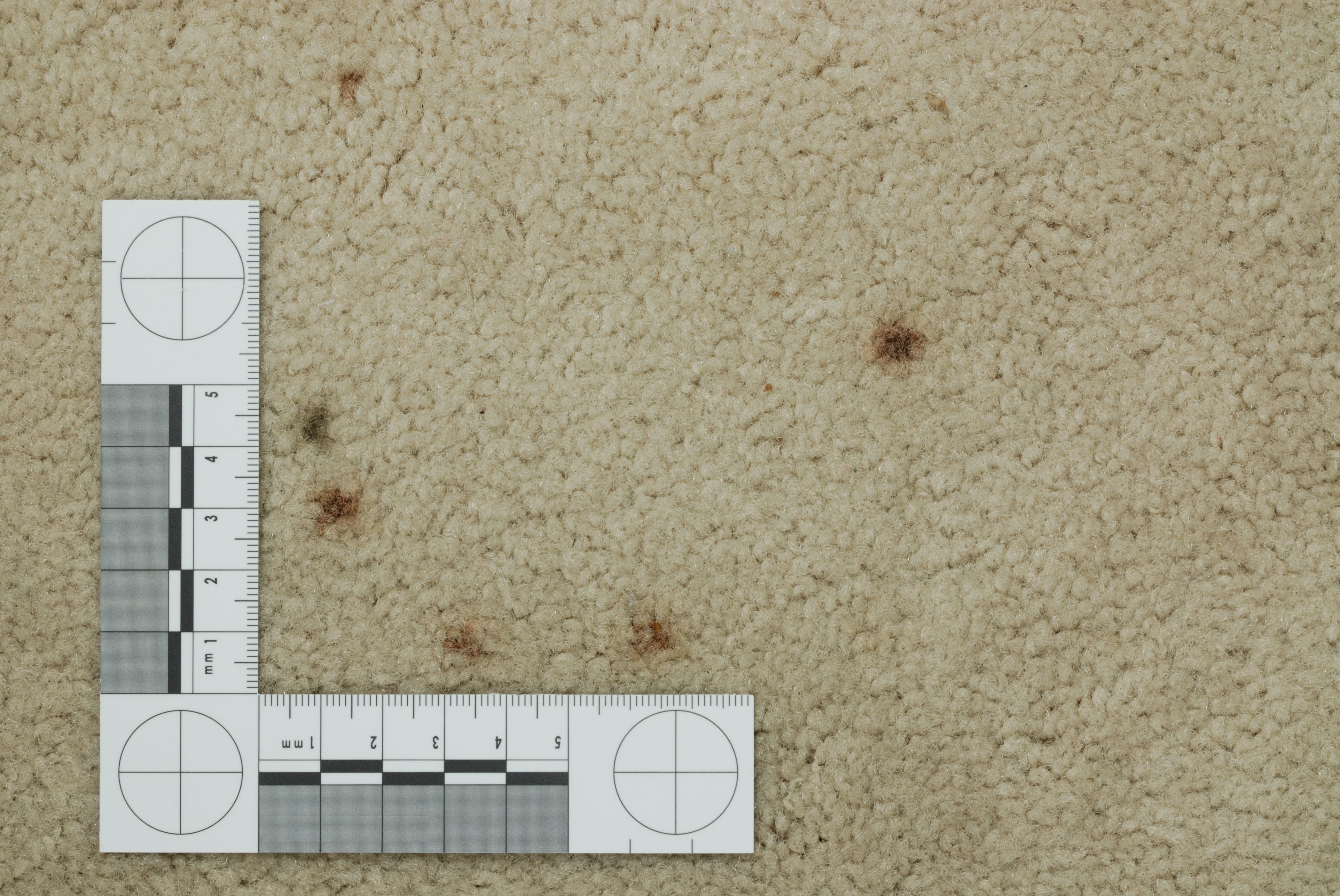 pet stain carpet