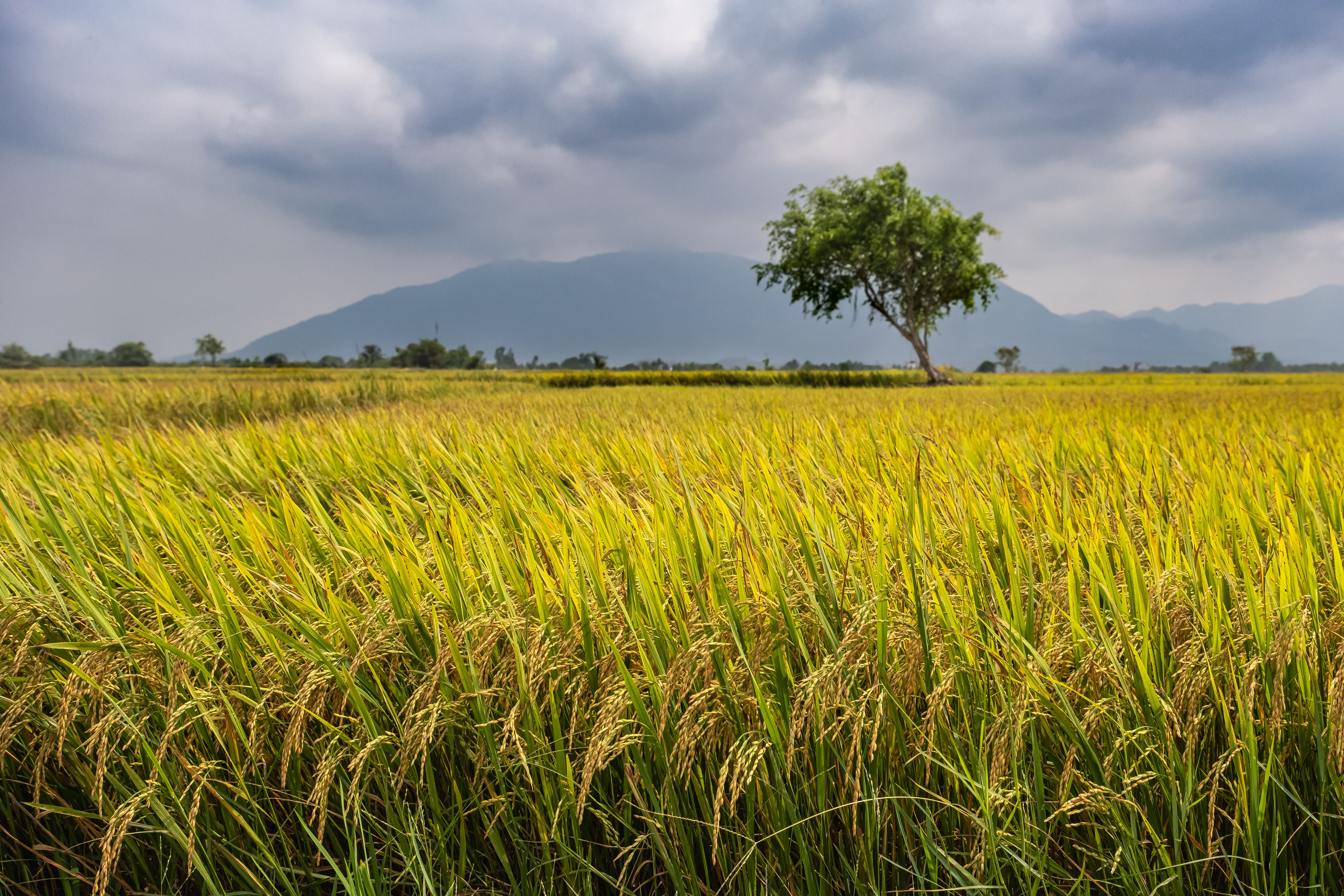A peaceful rice field in southern Vietnam showing seasonal rhythm.