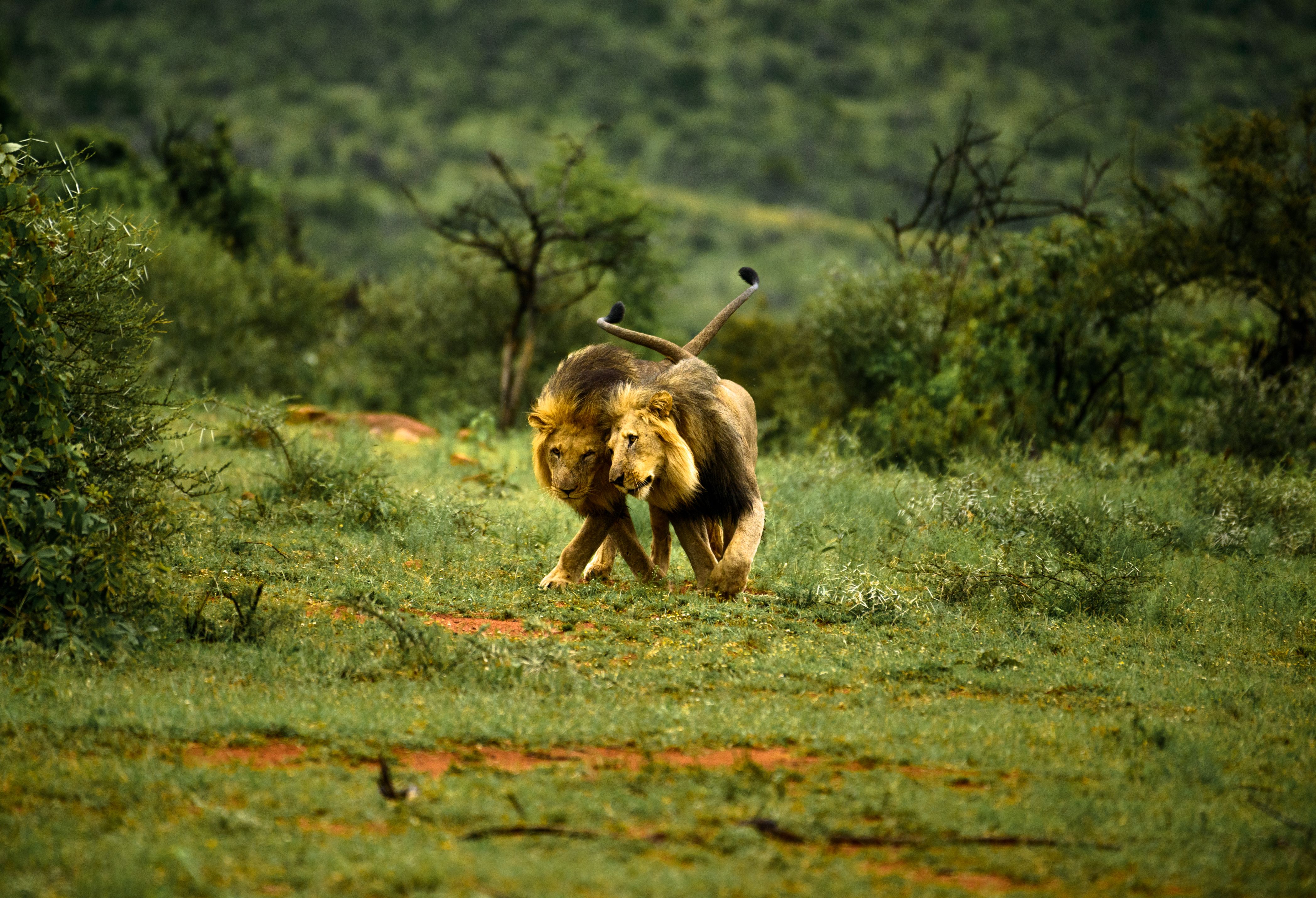 Not every body follows this script exactly