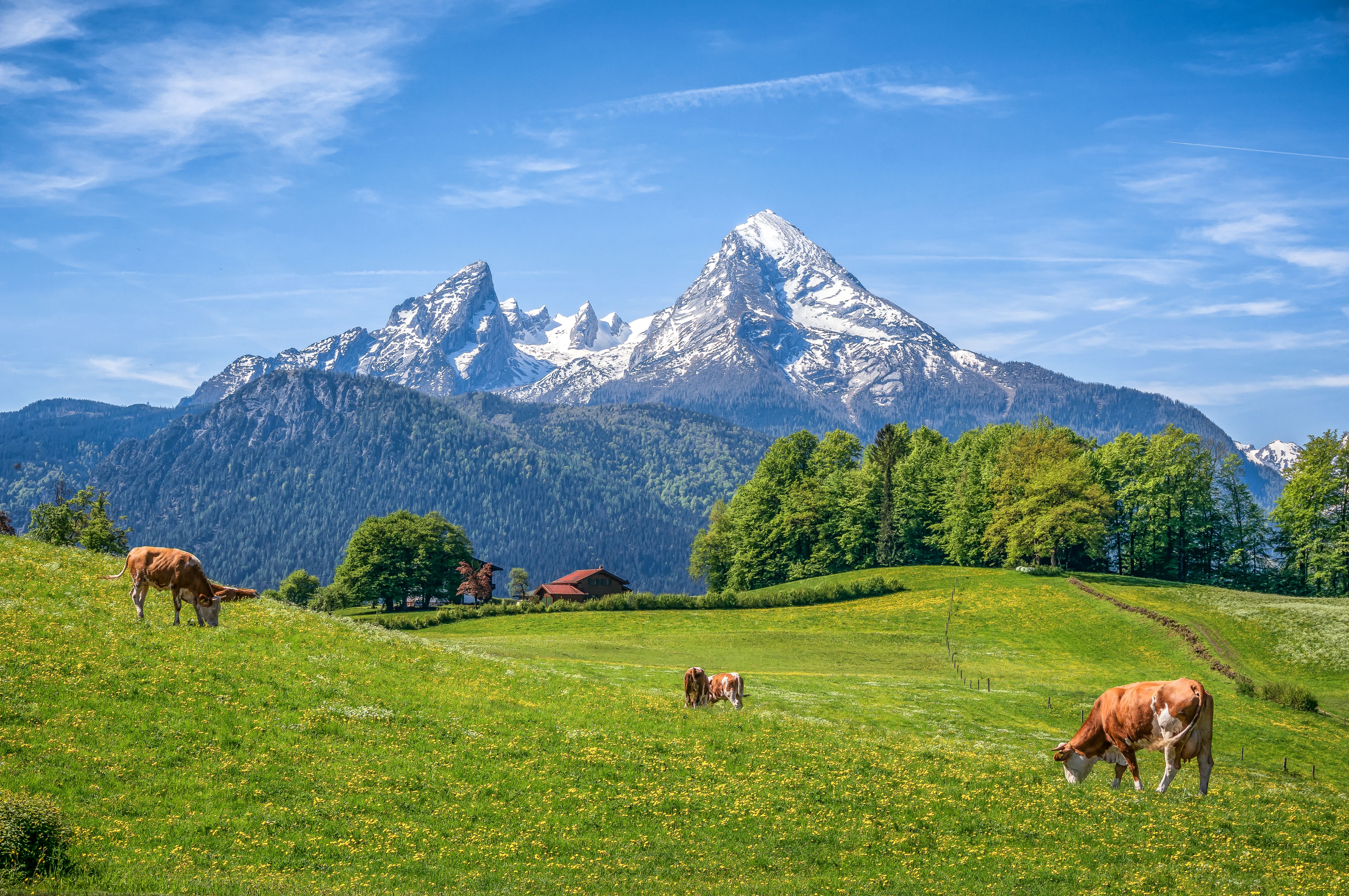 bavarian alps
