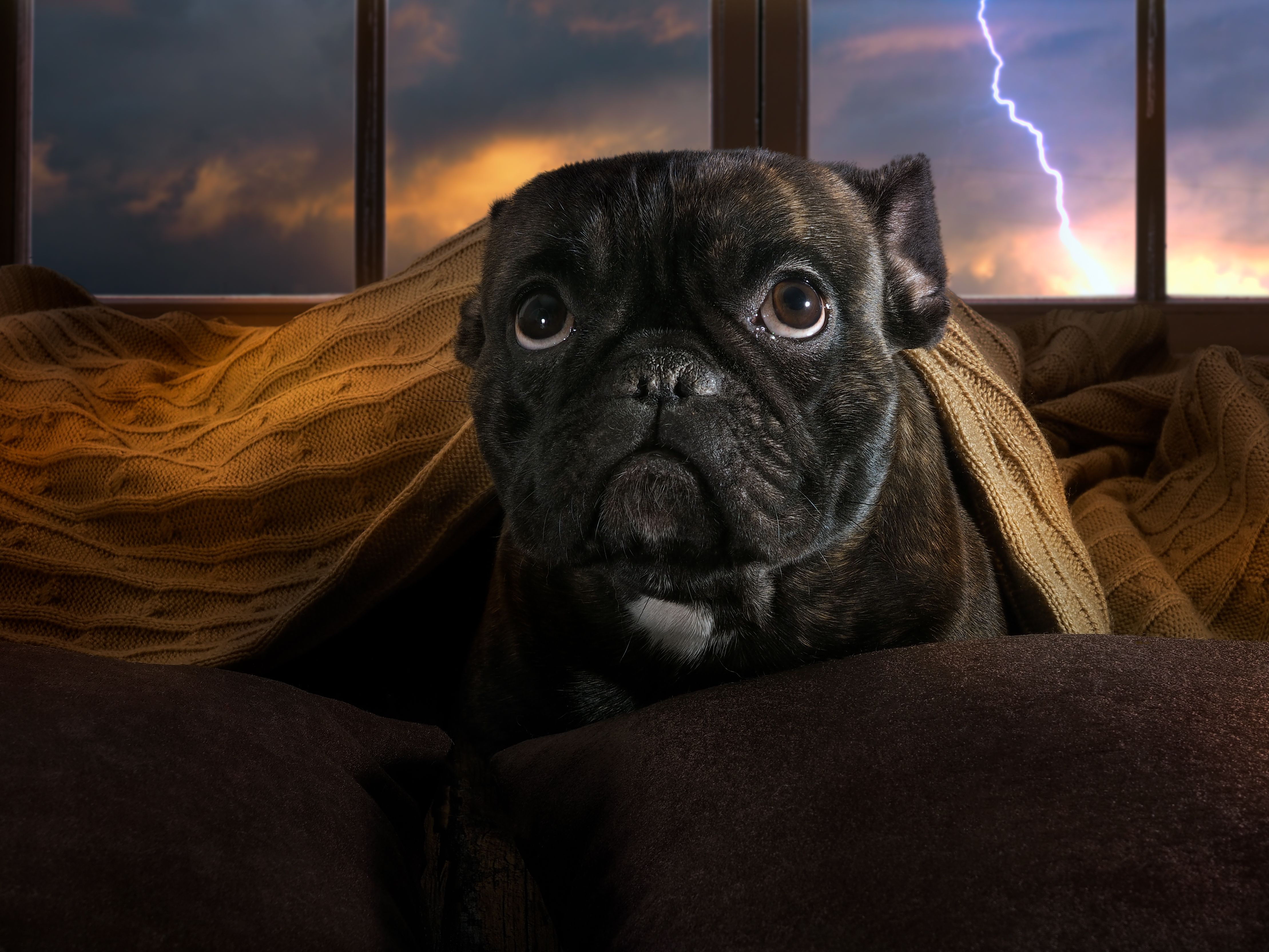 The dog is afraid of thunderstorms. Bulldog hiding under a blanket The dog is afraid of thunderstorms. Bulldog hiding under a blanket