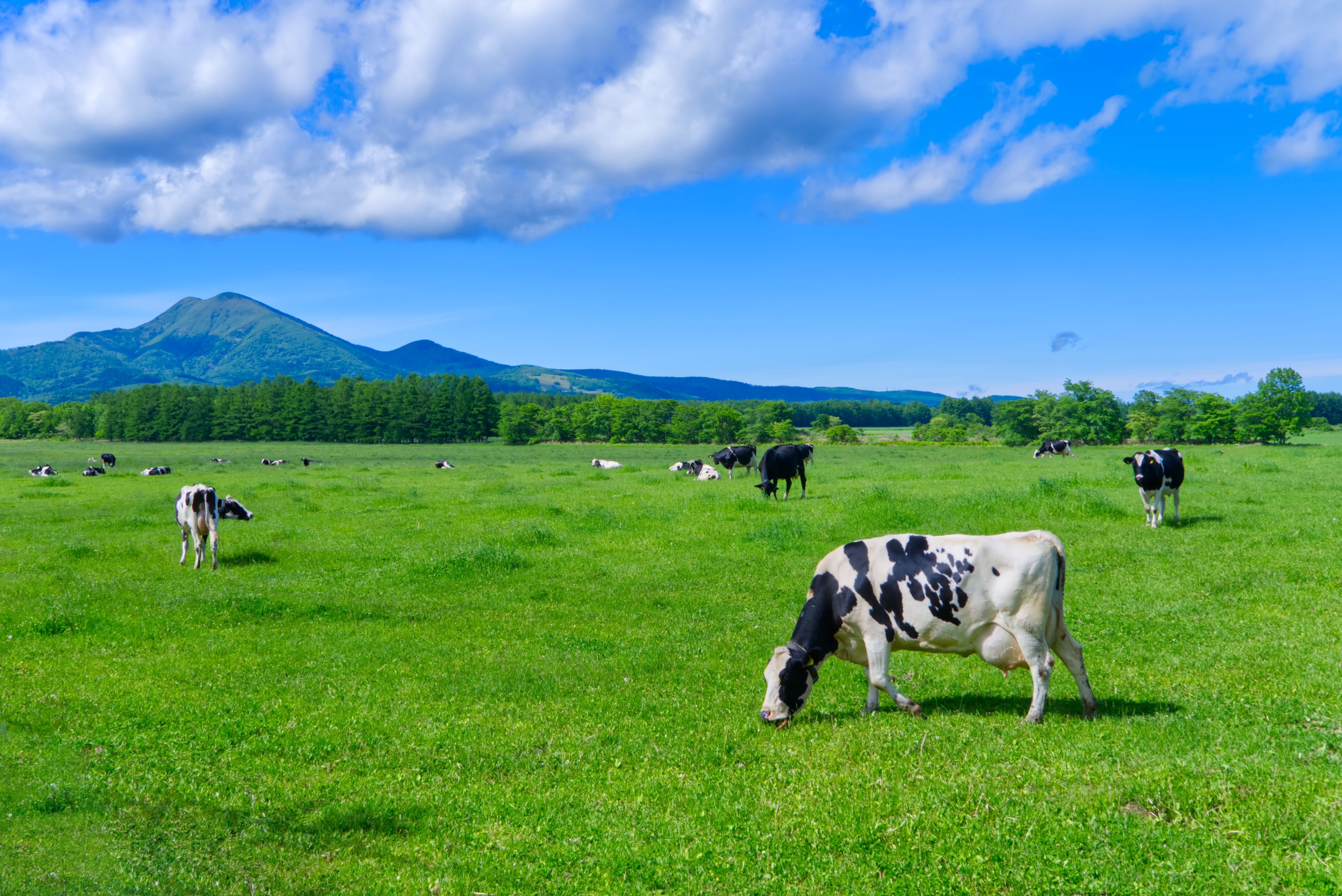 traditional cattle field