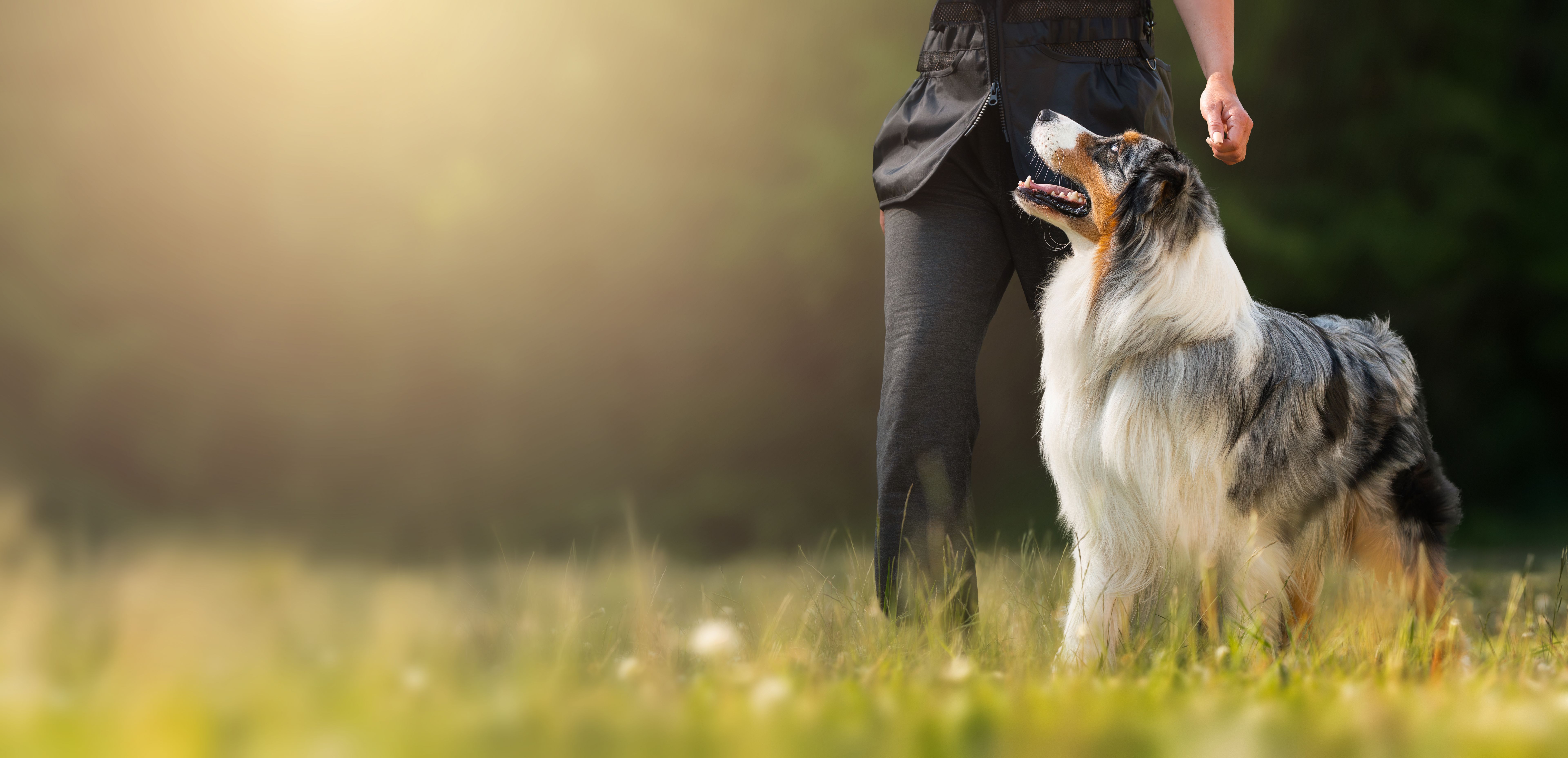 australian shepherd training