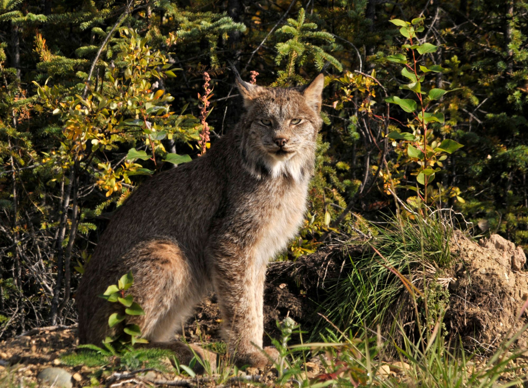 Lynx, Yukon, Canada