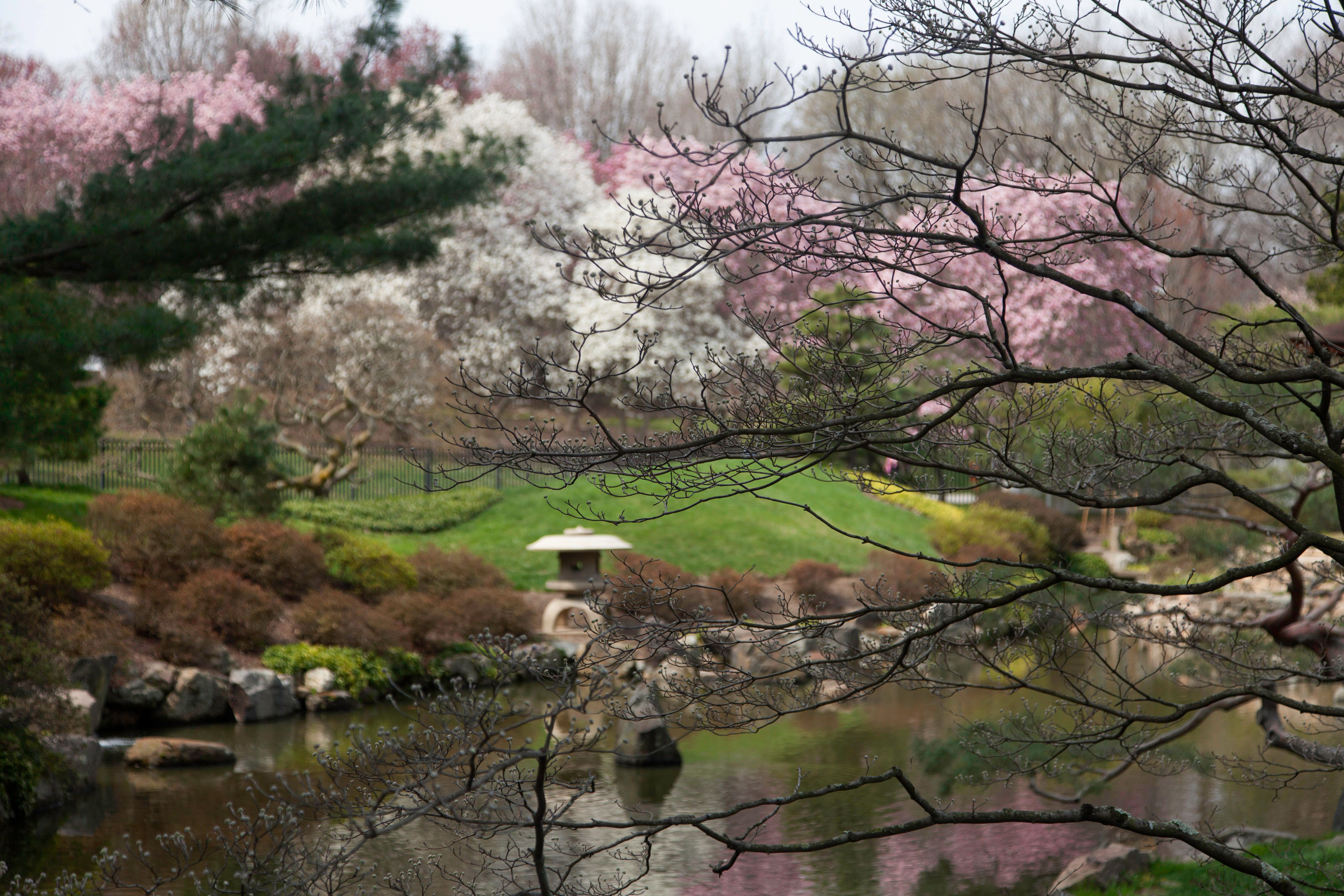 cherry blossoms Philadelphia