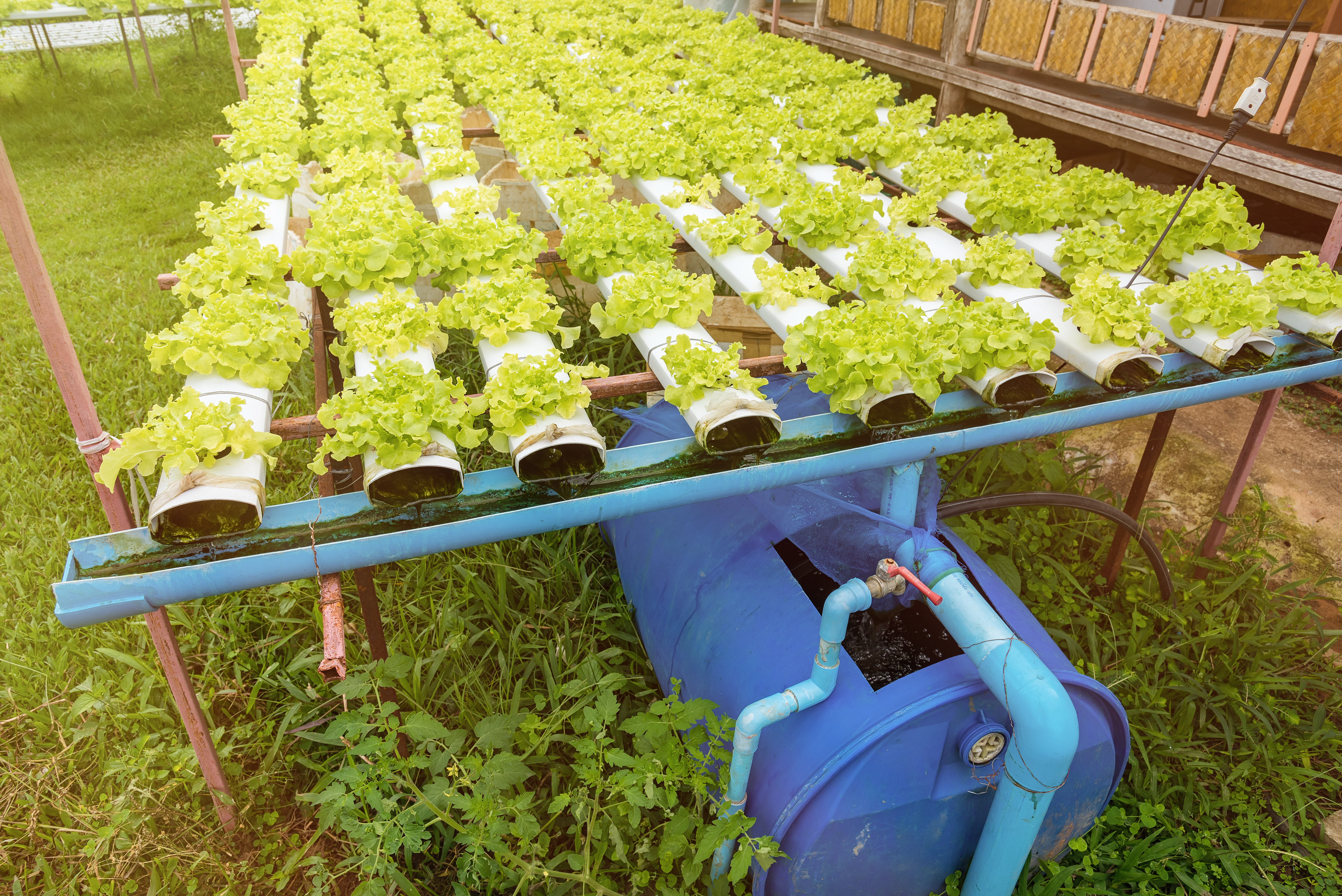 Hydroponics green vegetable growing in the nursery, Agriculture concept. Hydroponics green vegetable growing in the nursery, Agriculture concept.