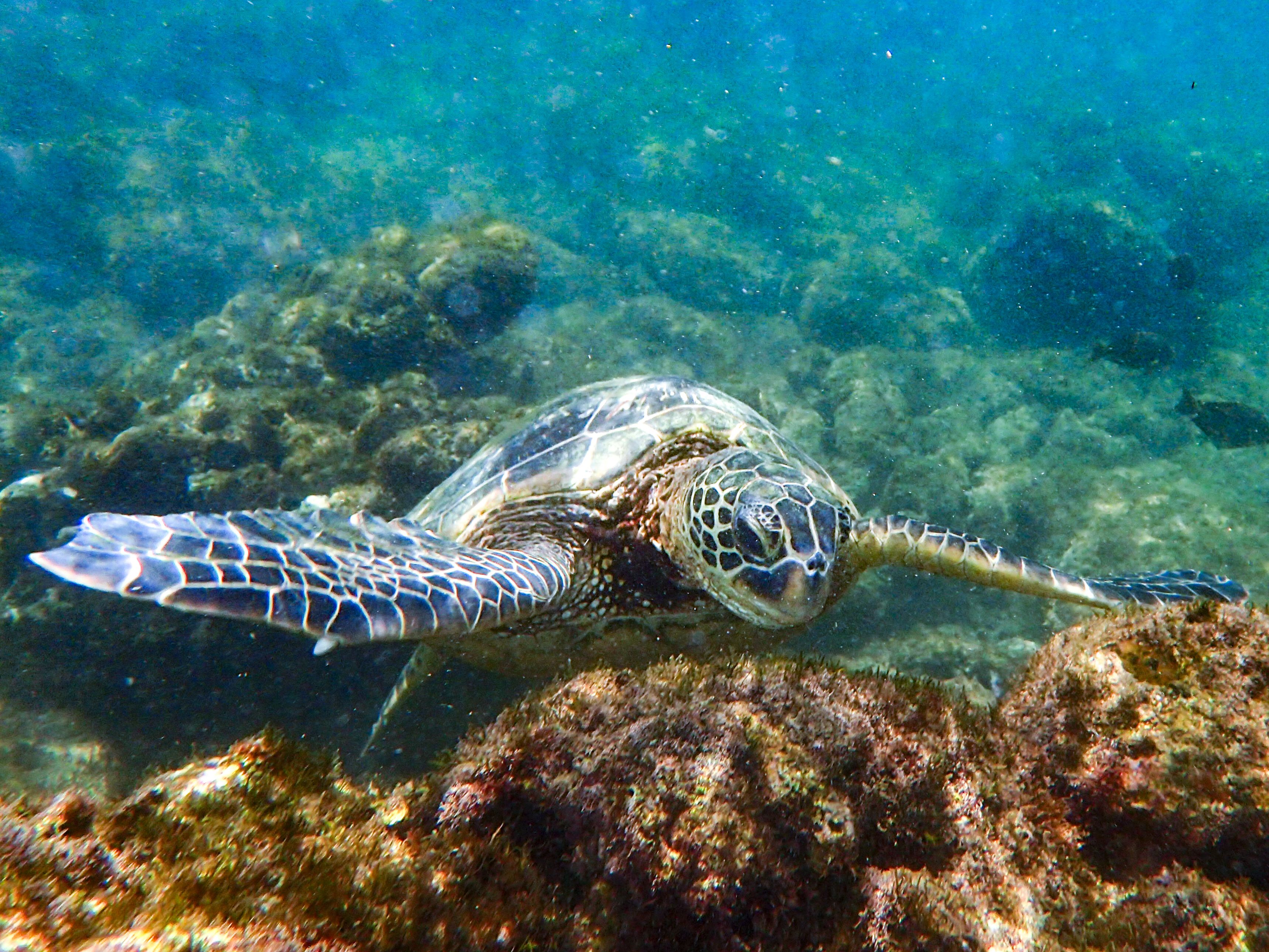 snorkeling in maui