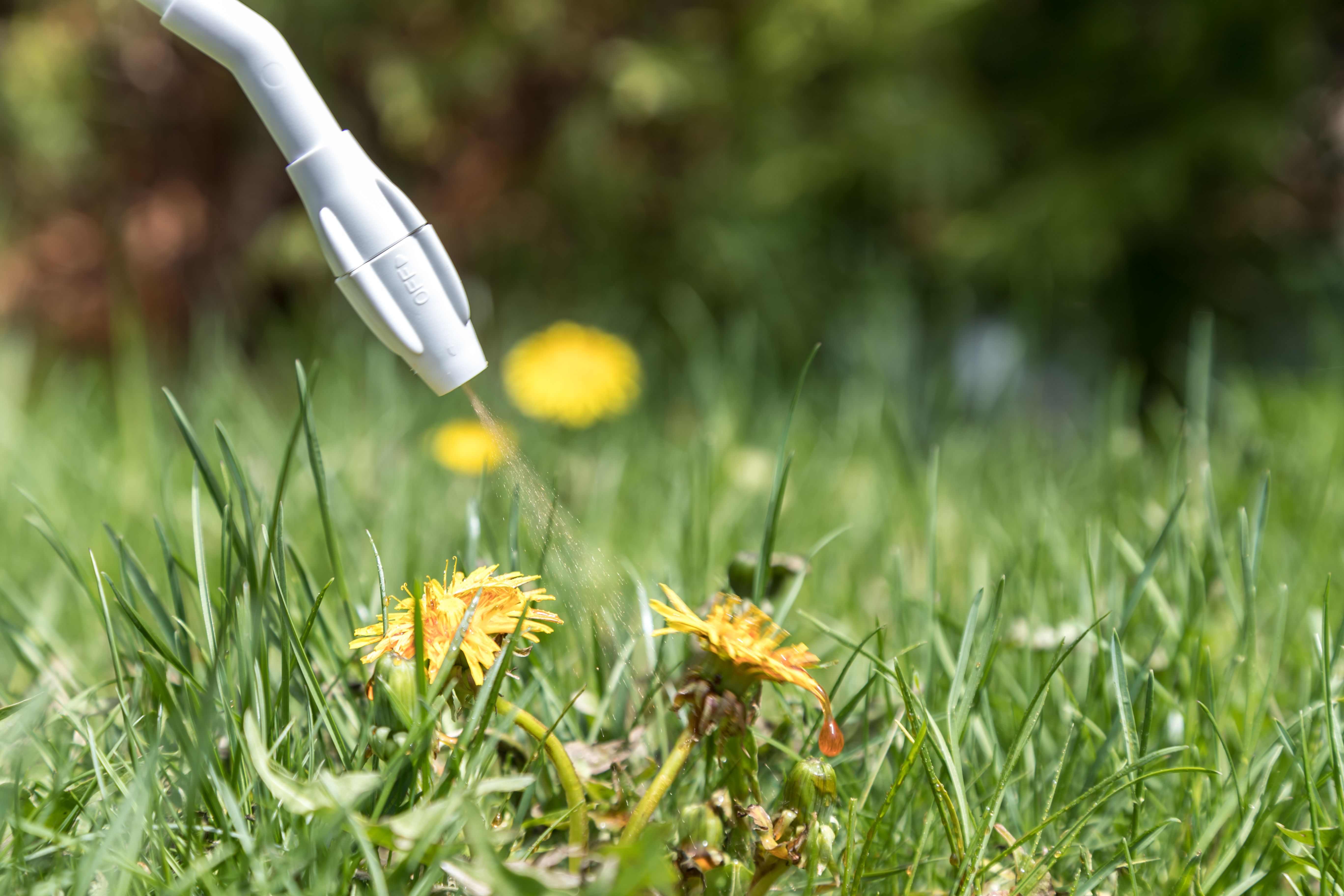 lawn weeds control