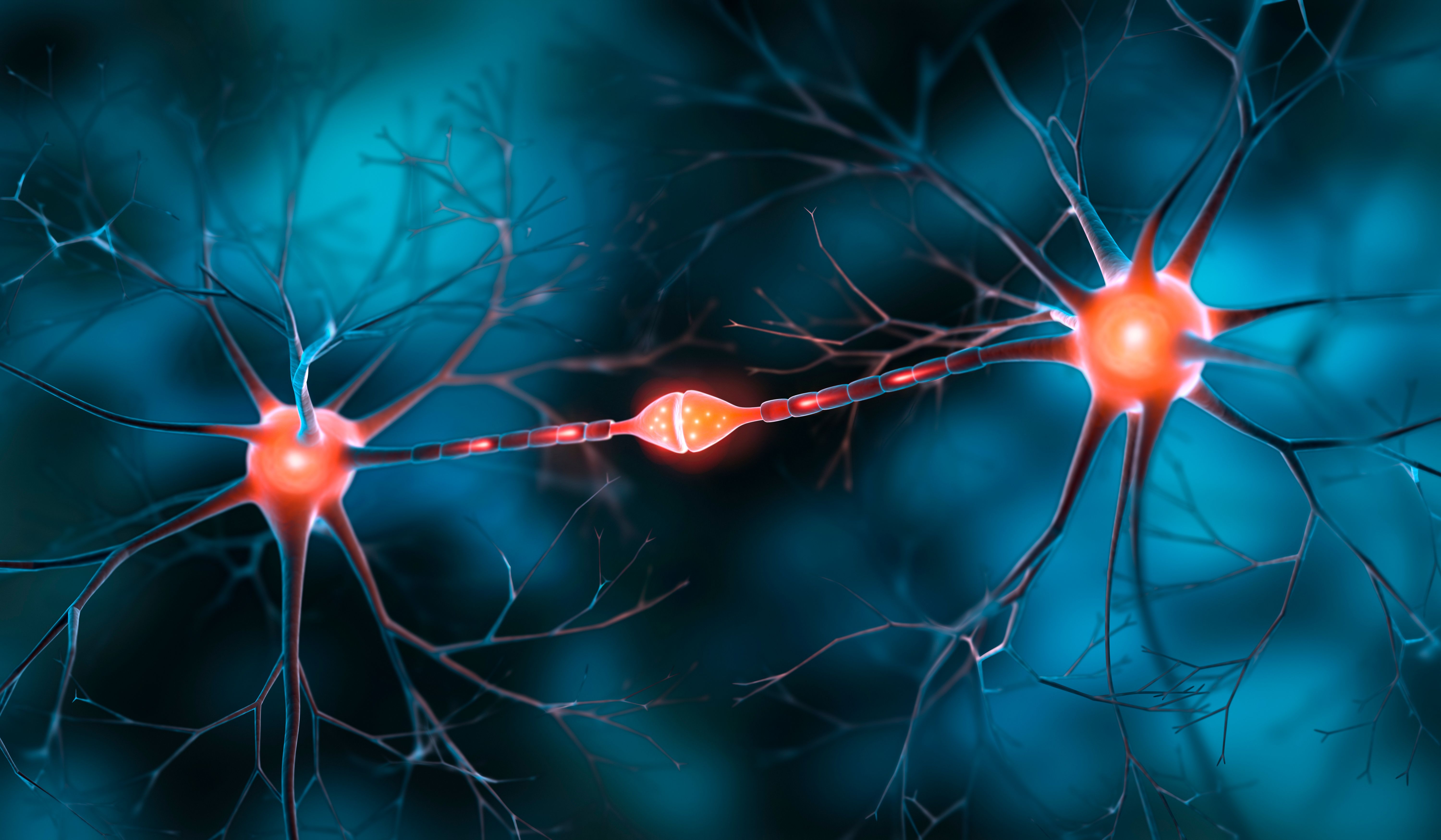 Two interacting nerve cells with synapse