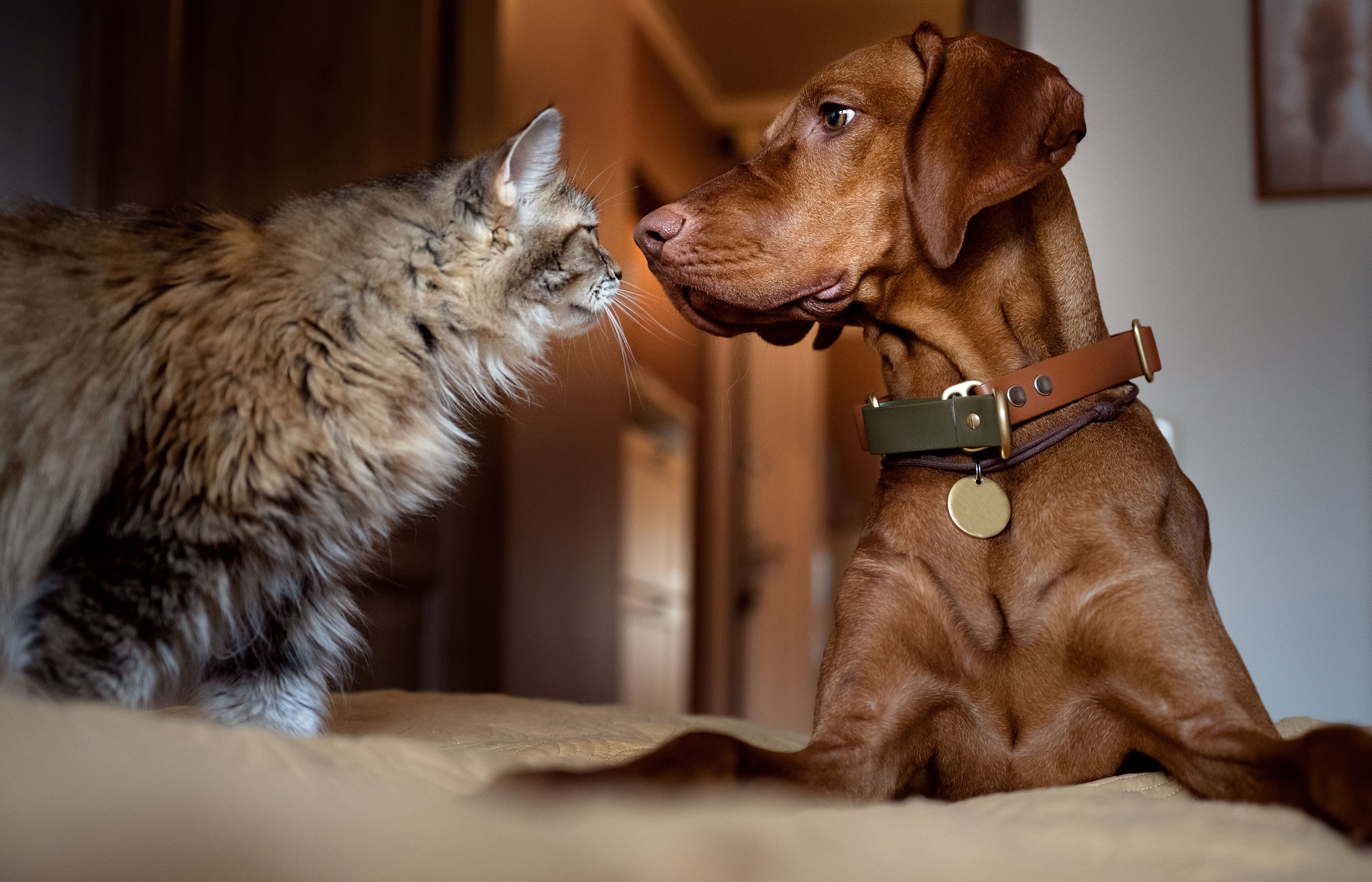 happy dog cat