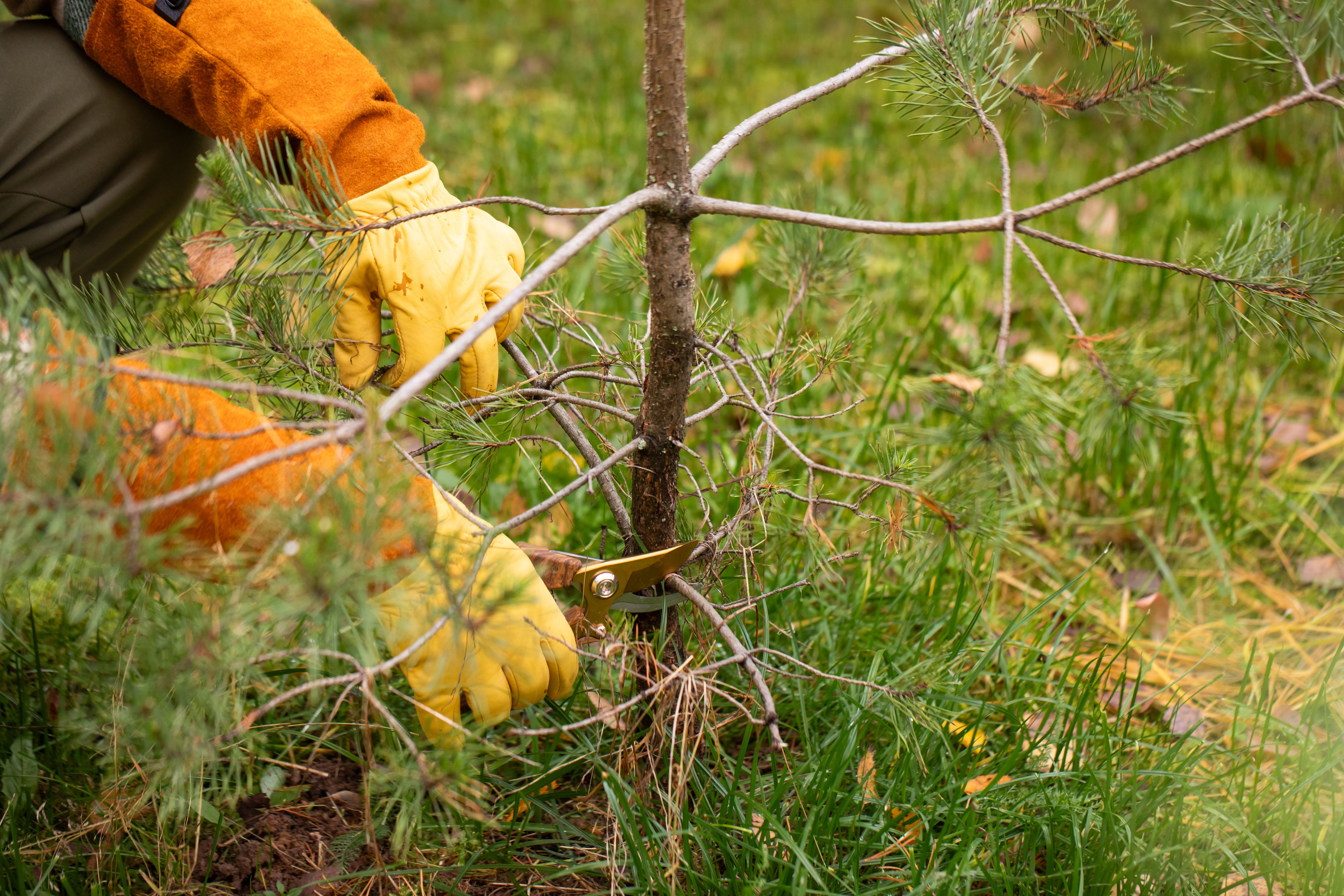 Top Reasons to Choose an Arborist in Hillsboro for Your Tree Care Needs