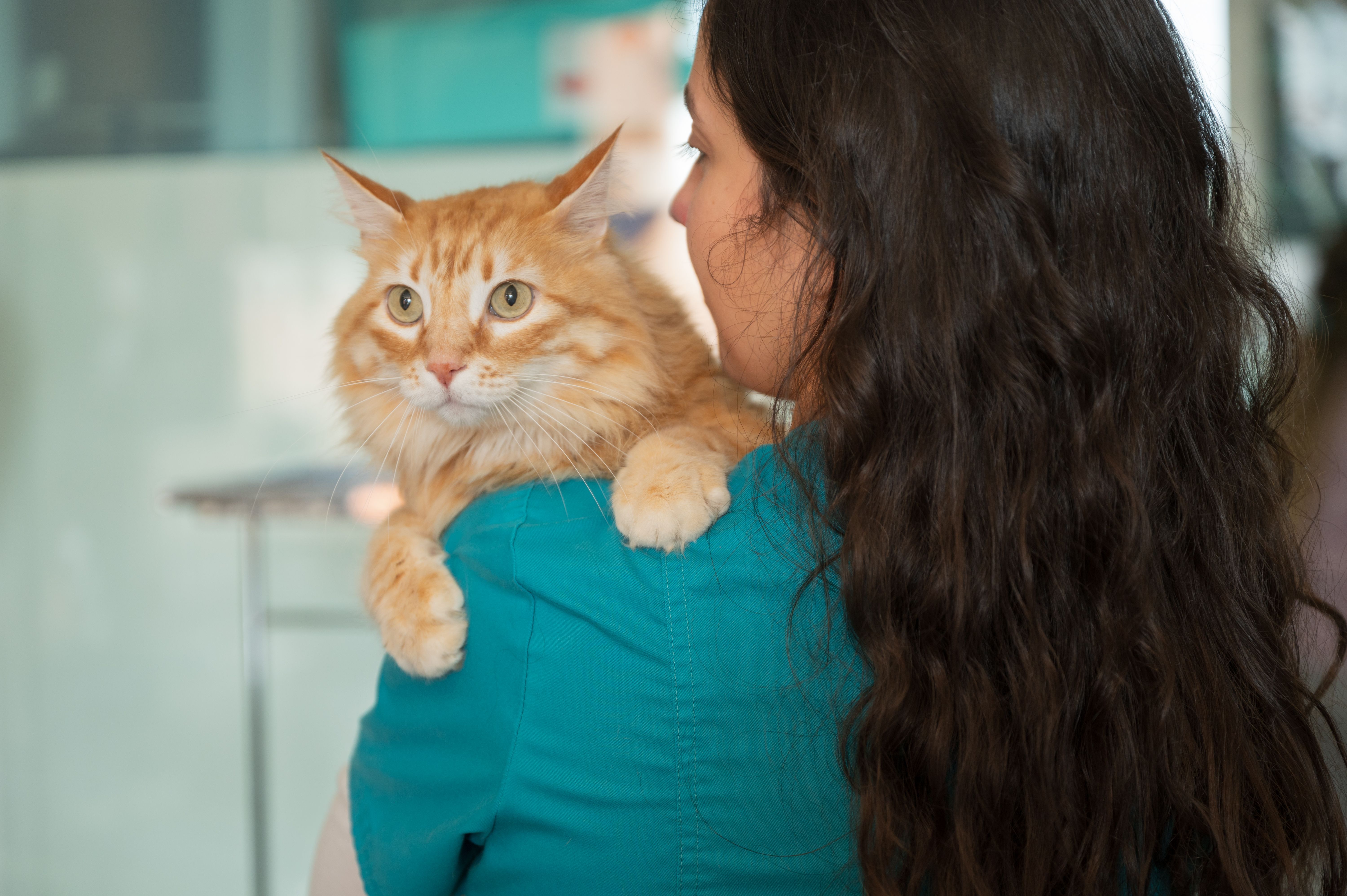 cat vet