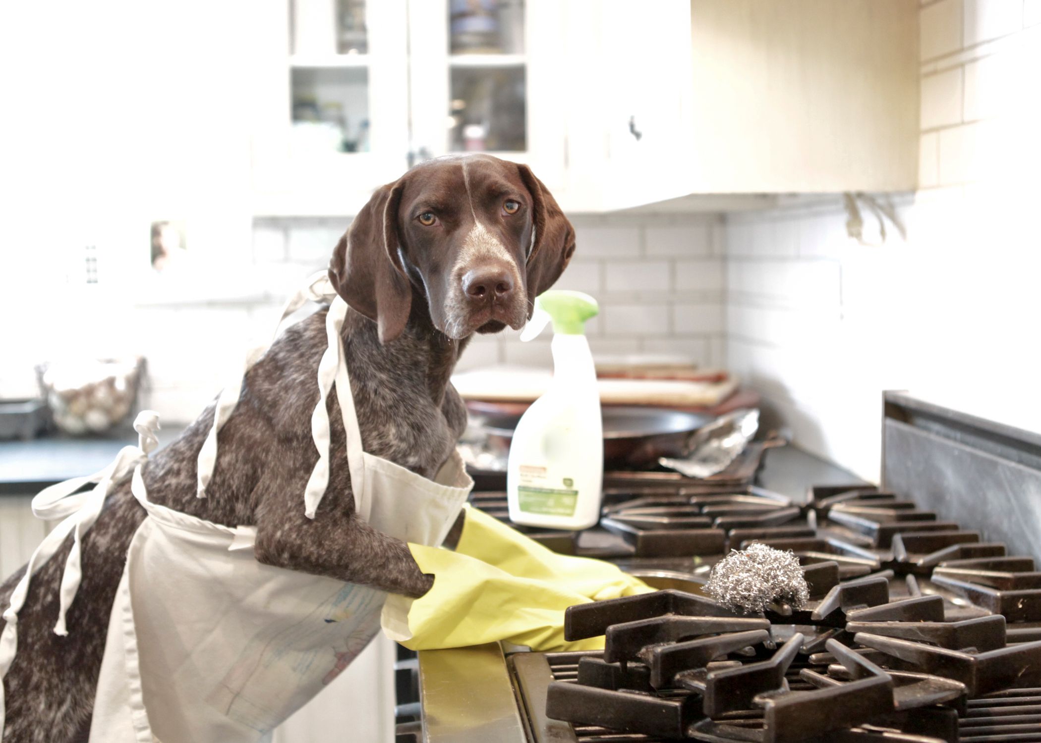 dog cleaning service