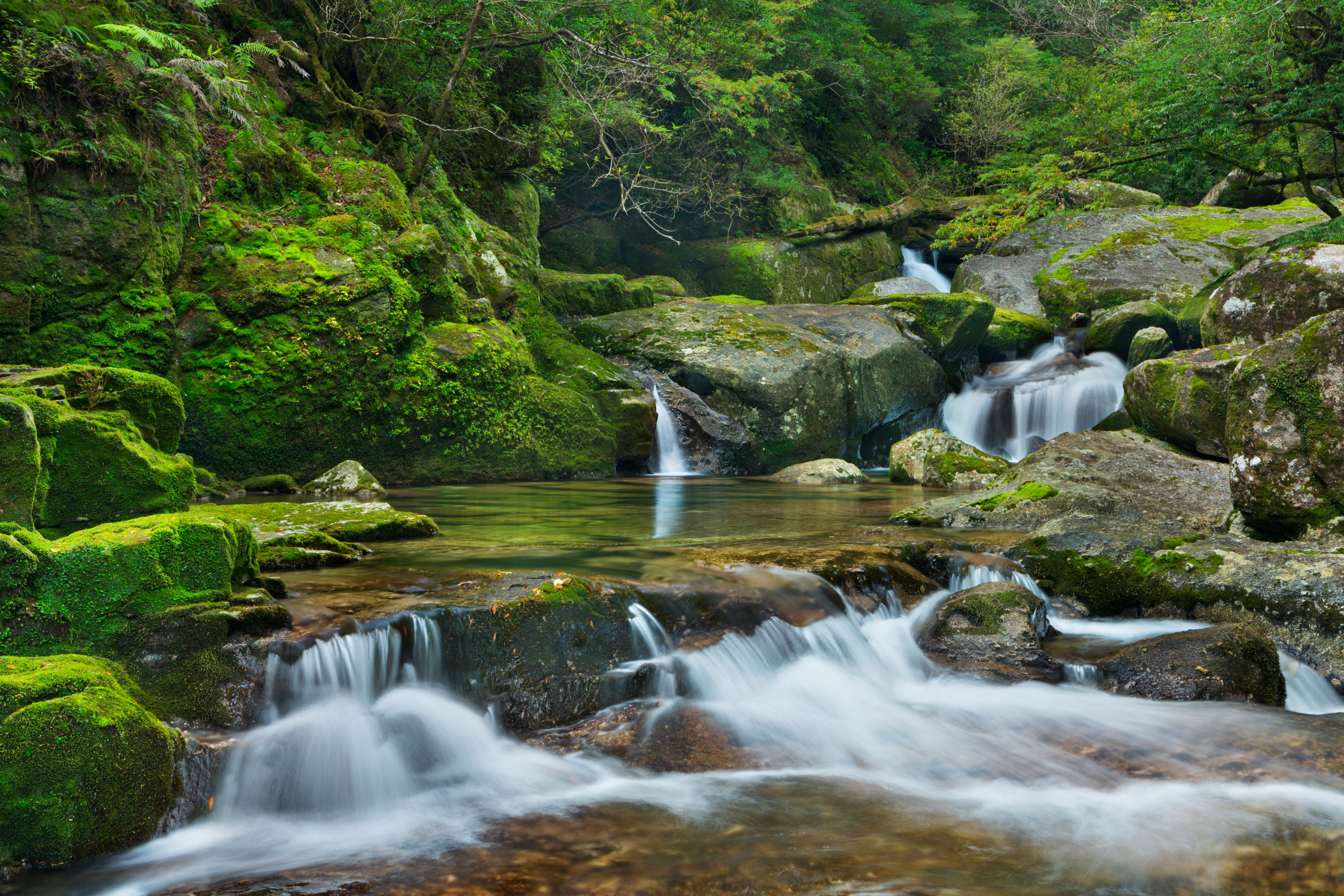yakushima island