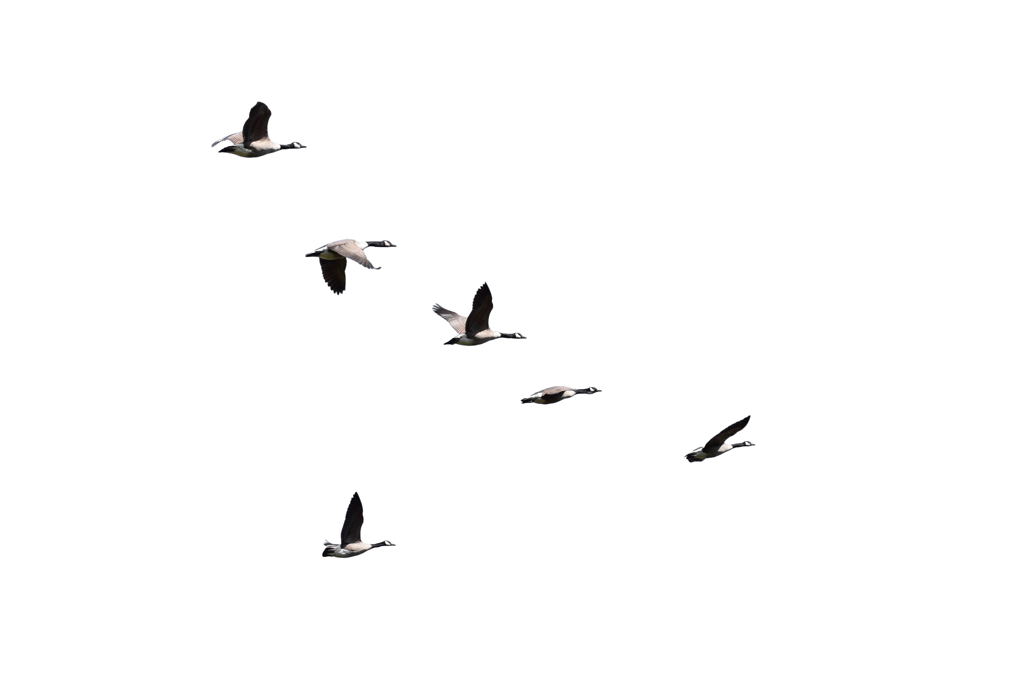 birds flying