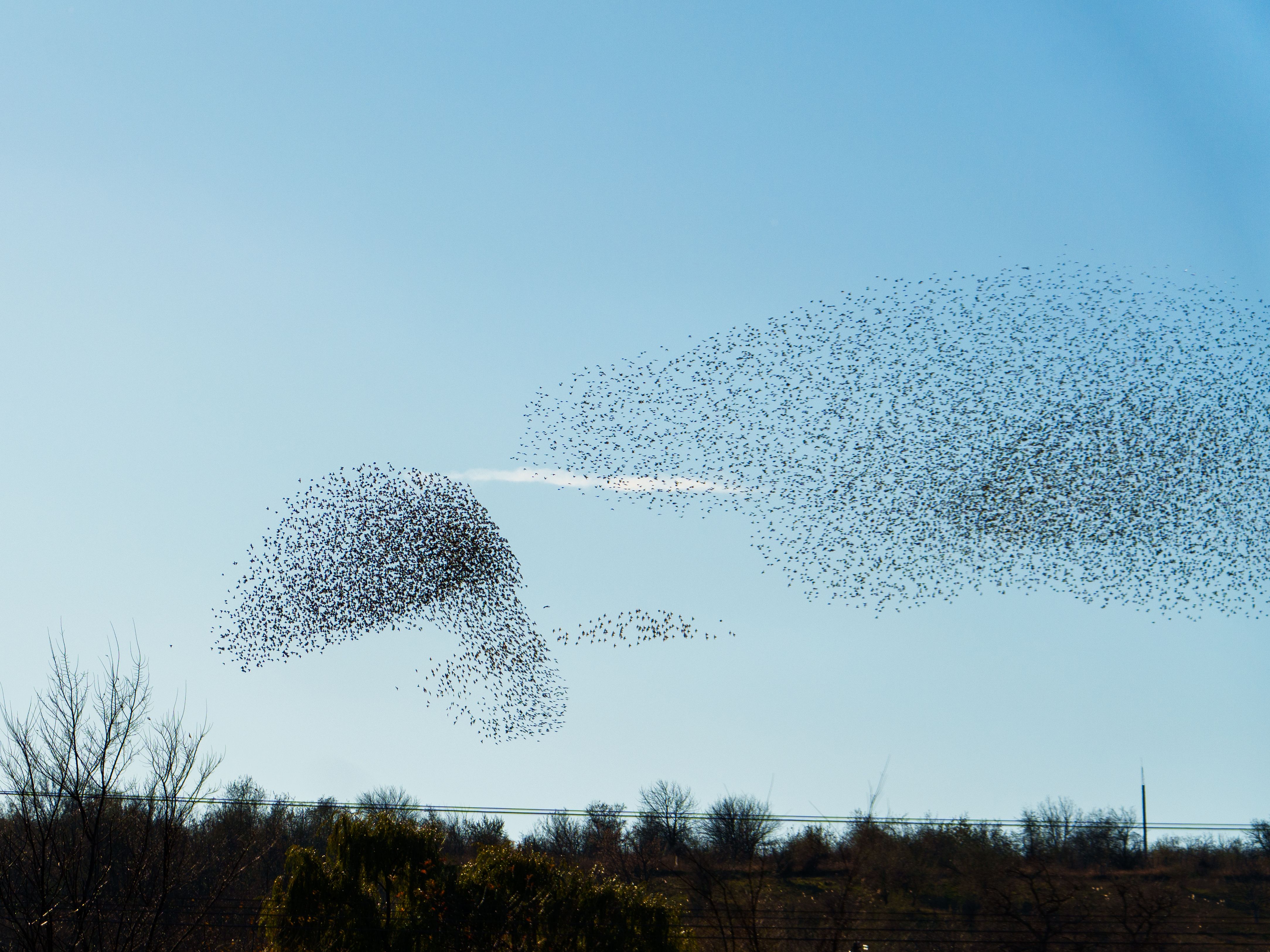community birdwatching