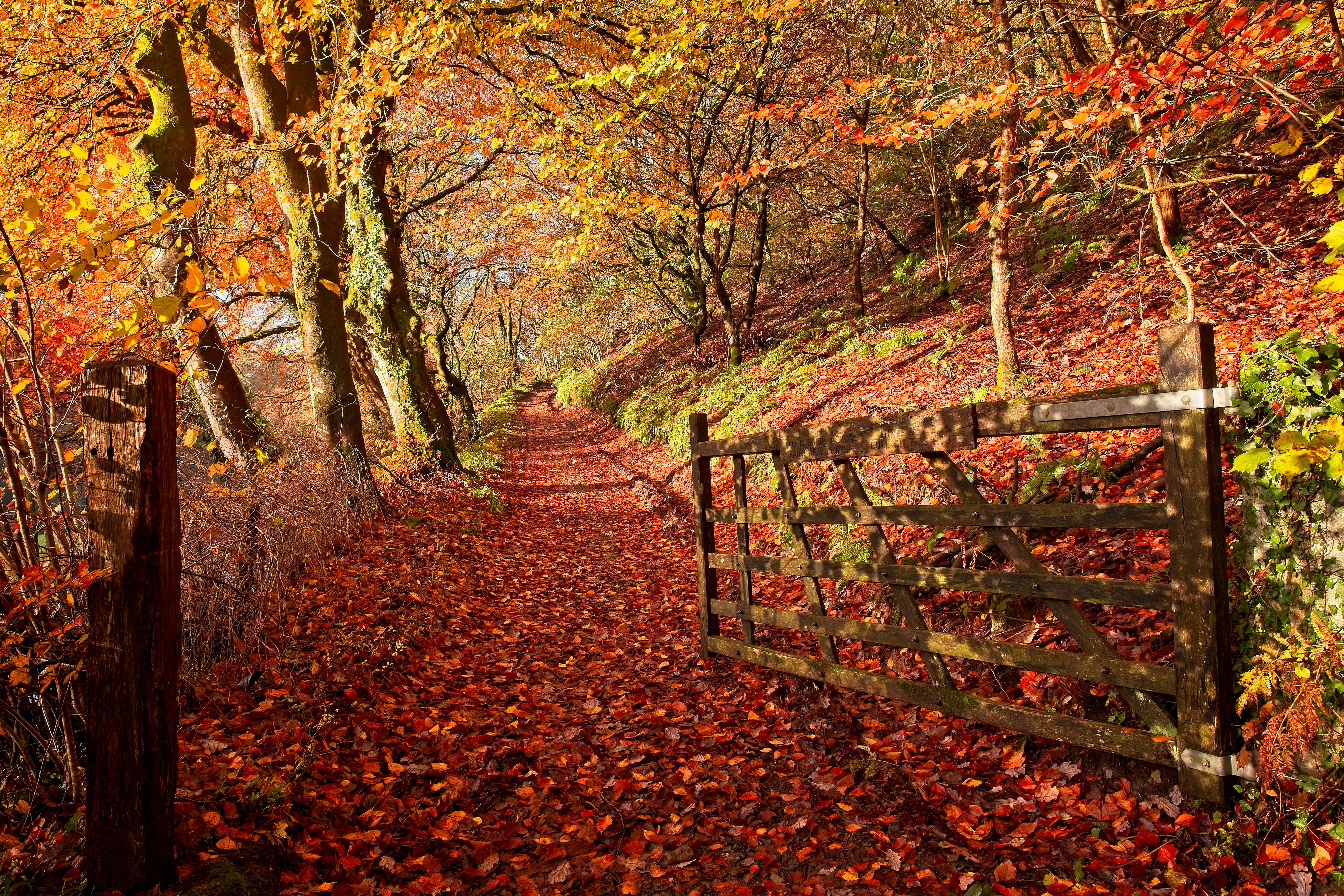 autumn leaves uk