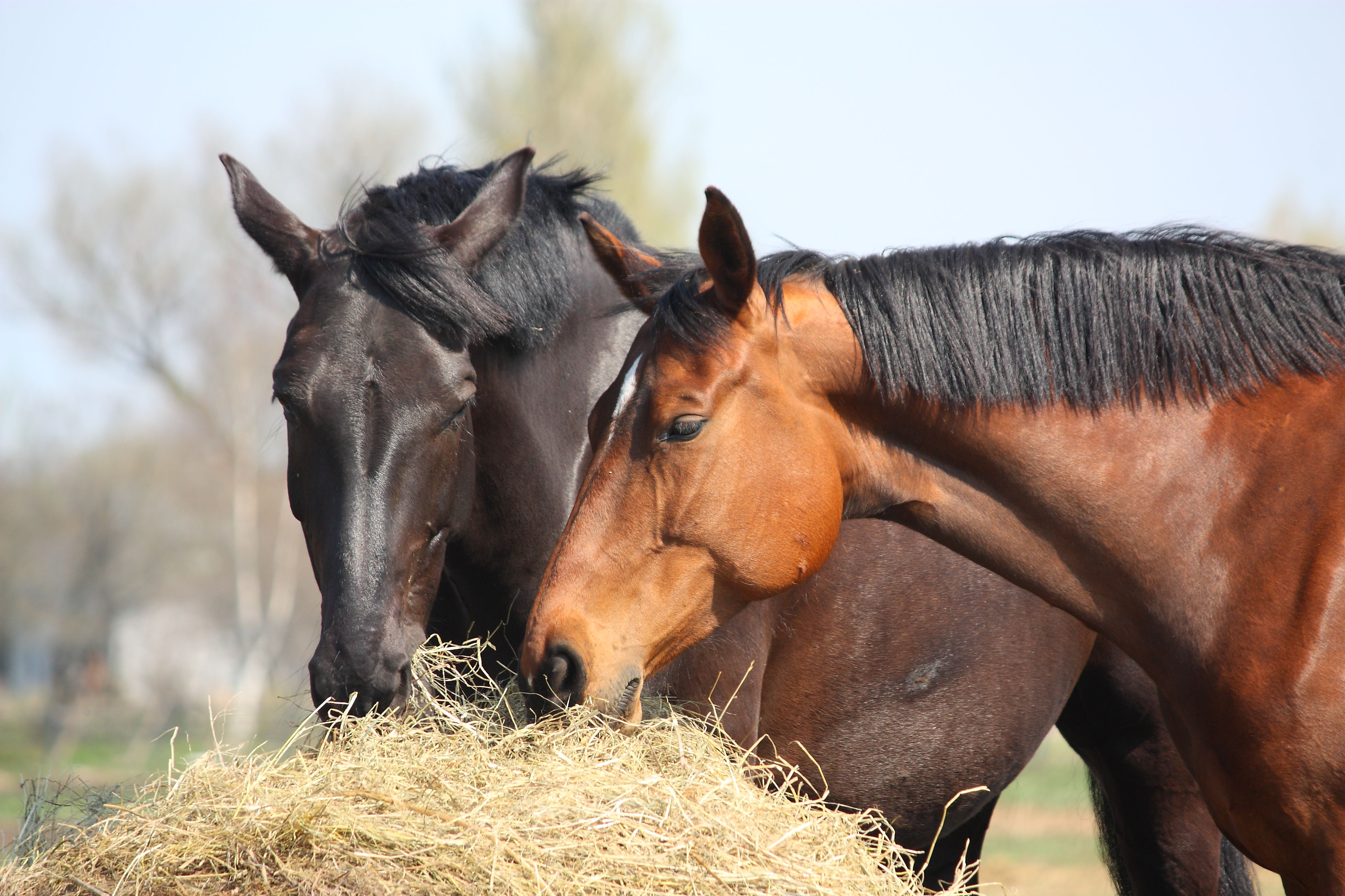 livestock hay